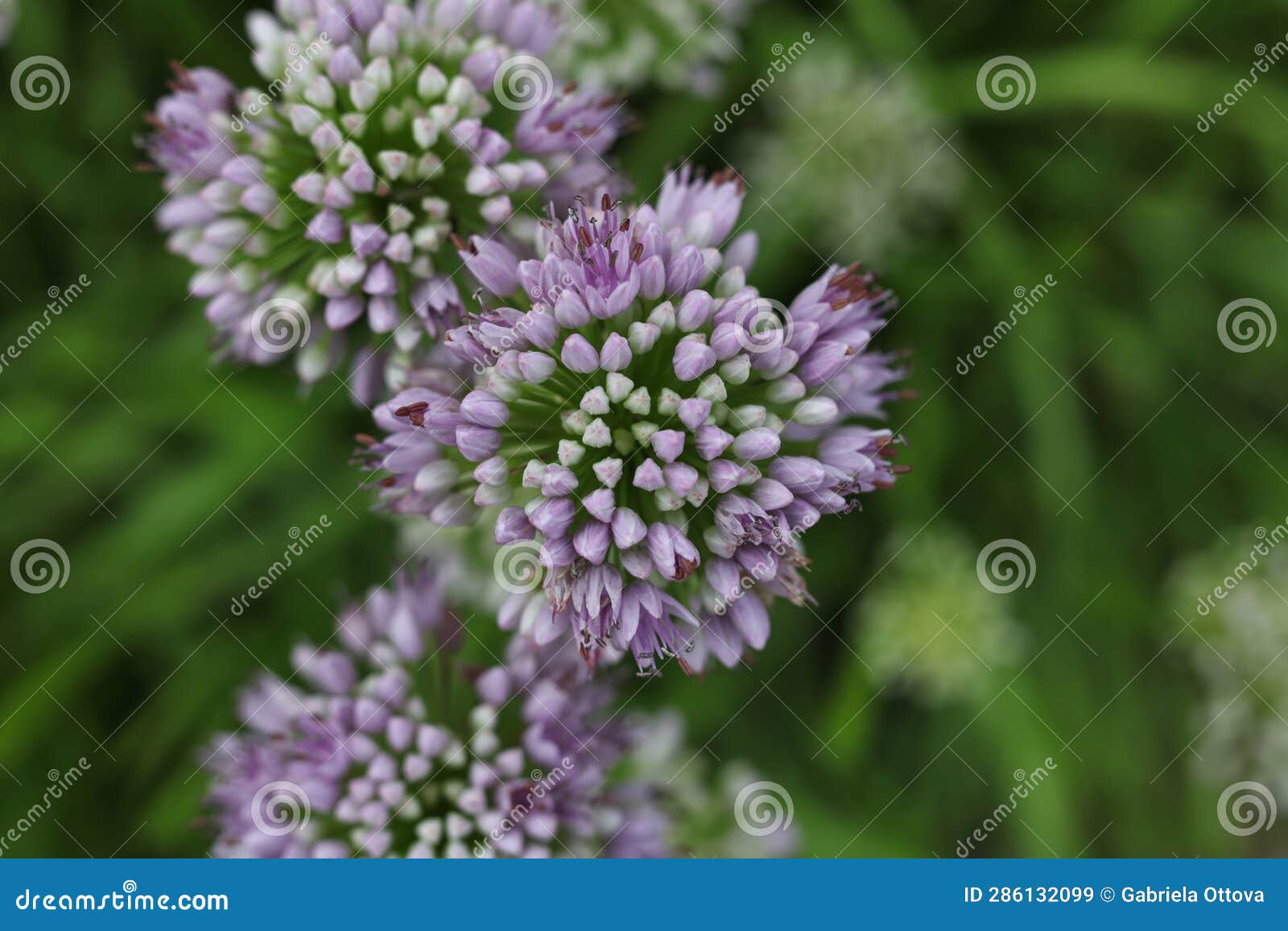 A Bunch of Blooming German Garlic Plants Stock Image Image of nature