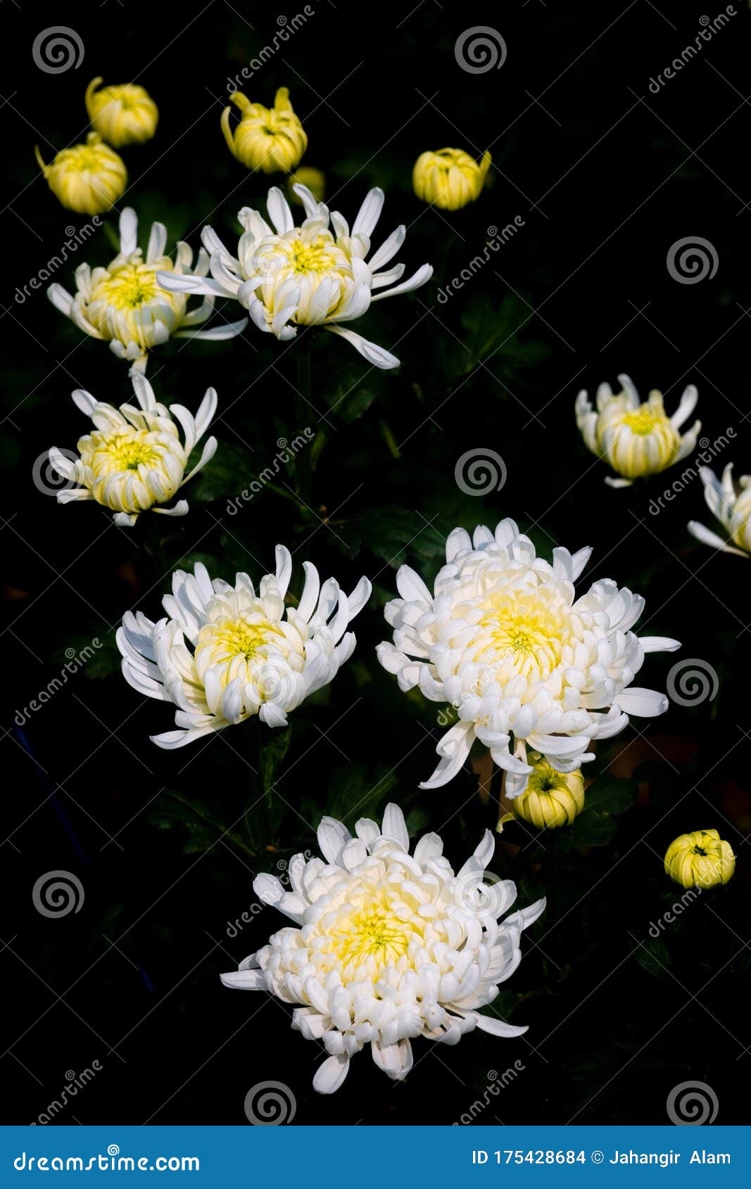 Bunch of blooming white chrysanthemum flower on over isolated black background