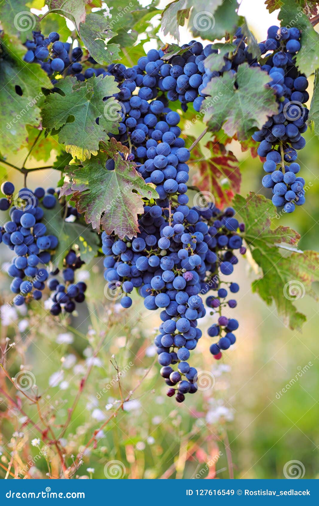 A Bunch of Blue Grapes on Grapevine Stock Image Image of fruit