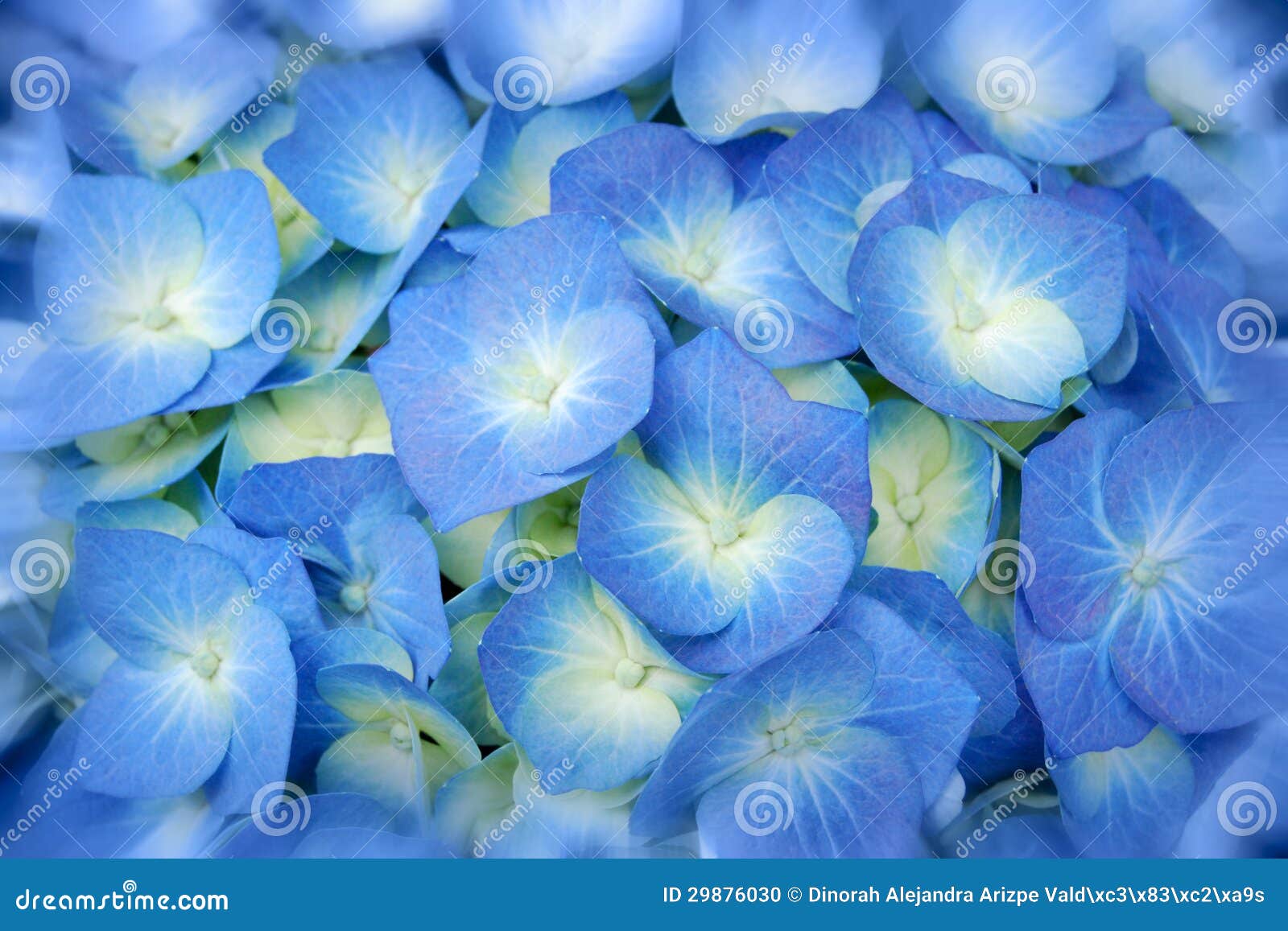 Blue spring flowers stock photo. Image of nature, season 29876030