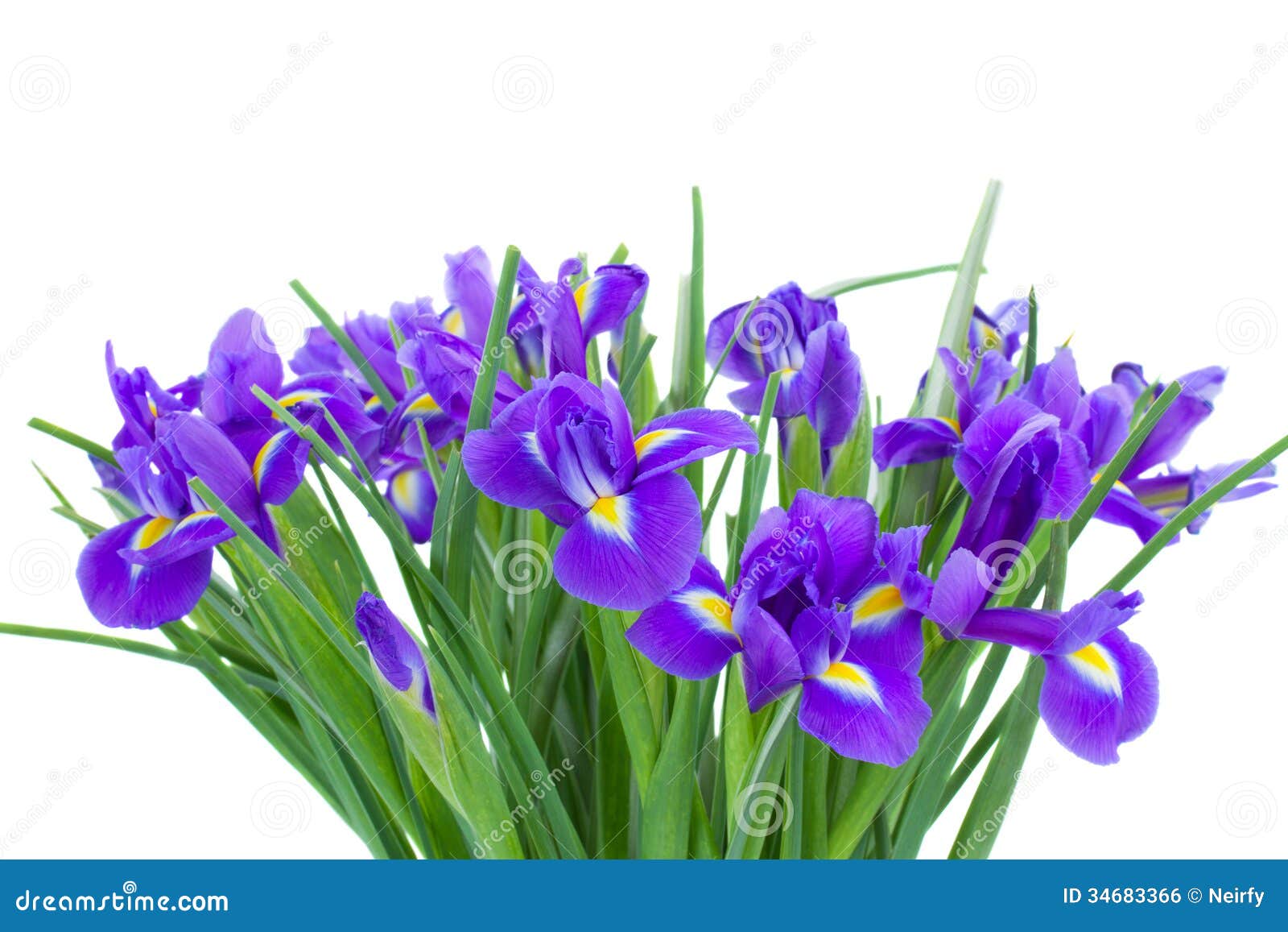 Bunch Of Blue Irise Flowers Stock Photo Image of garden, blossoming