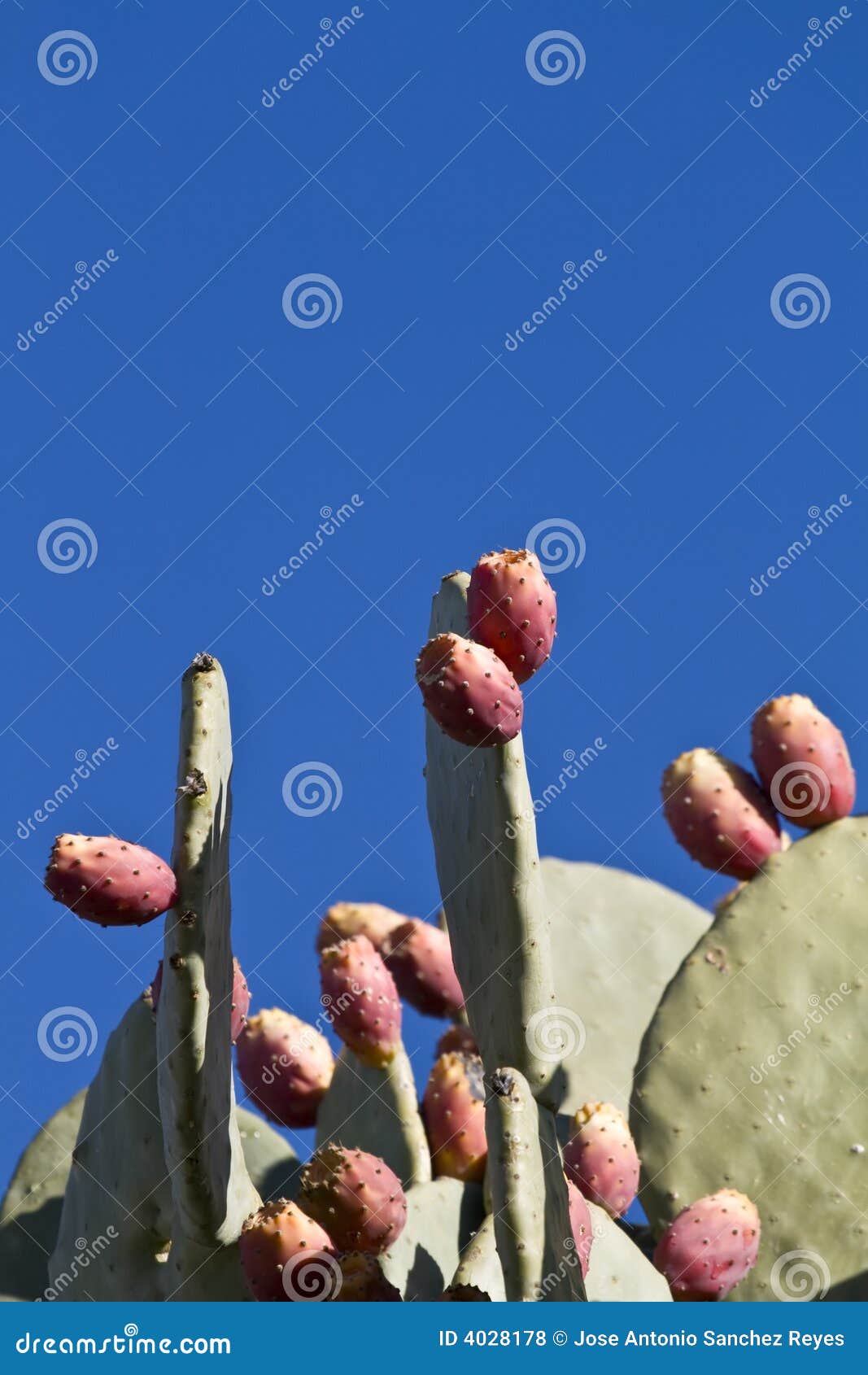 Bunch of cactus fruits stock photo. Image of pears, seasonal 4028178