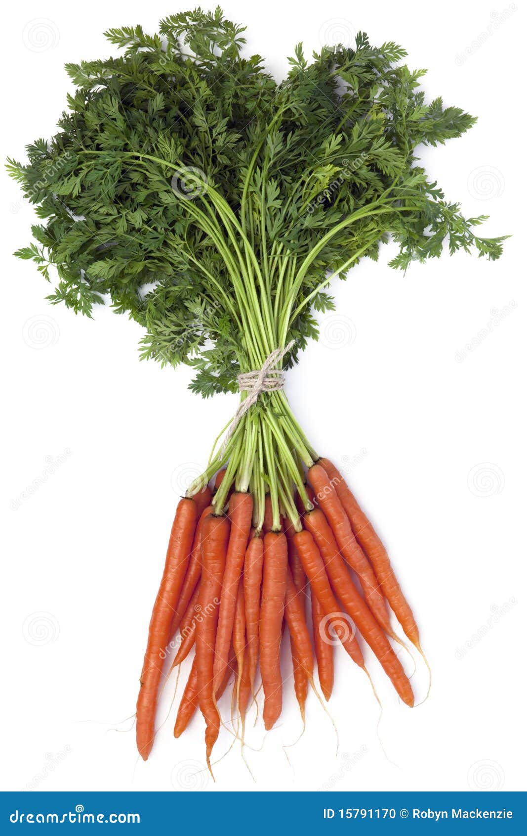 Bunch of Carrots stock photo. Image of leaves, organic 15791170