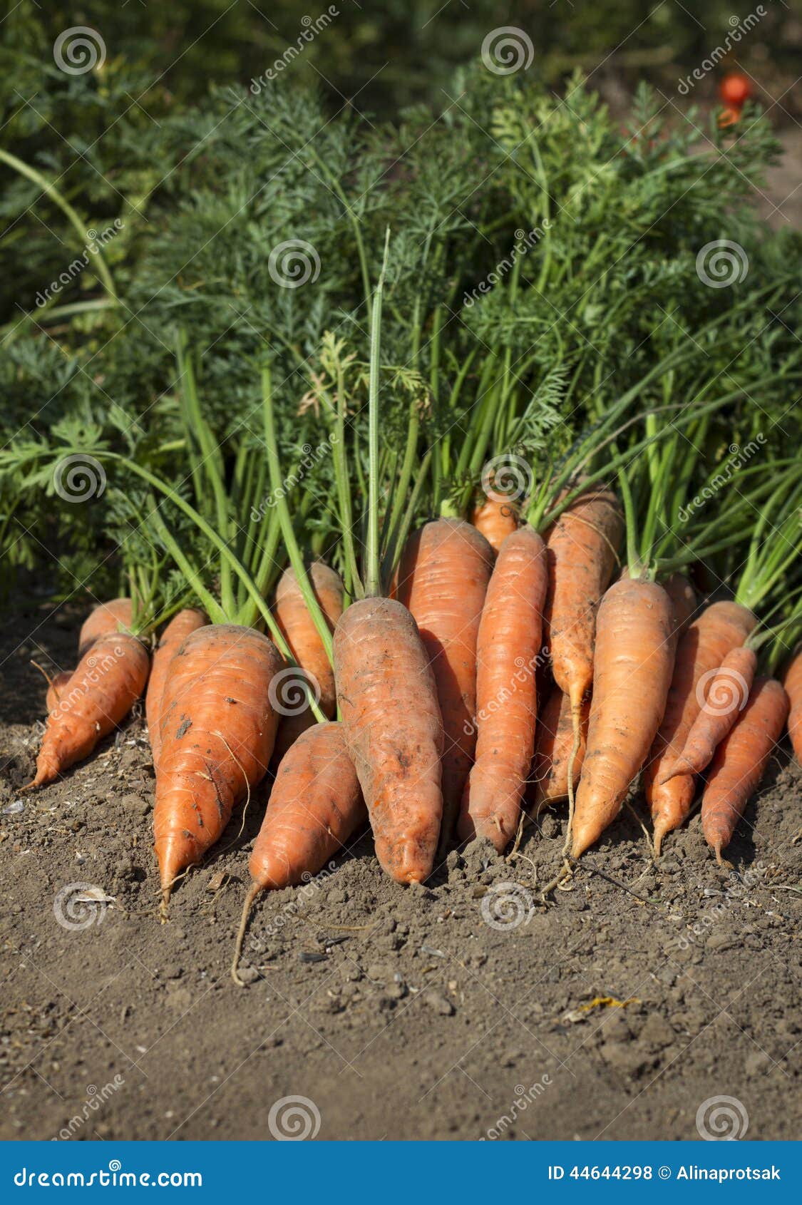 Bunch of Carrots with Green Leaves on the Ground Stock Photo Image of