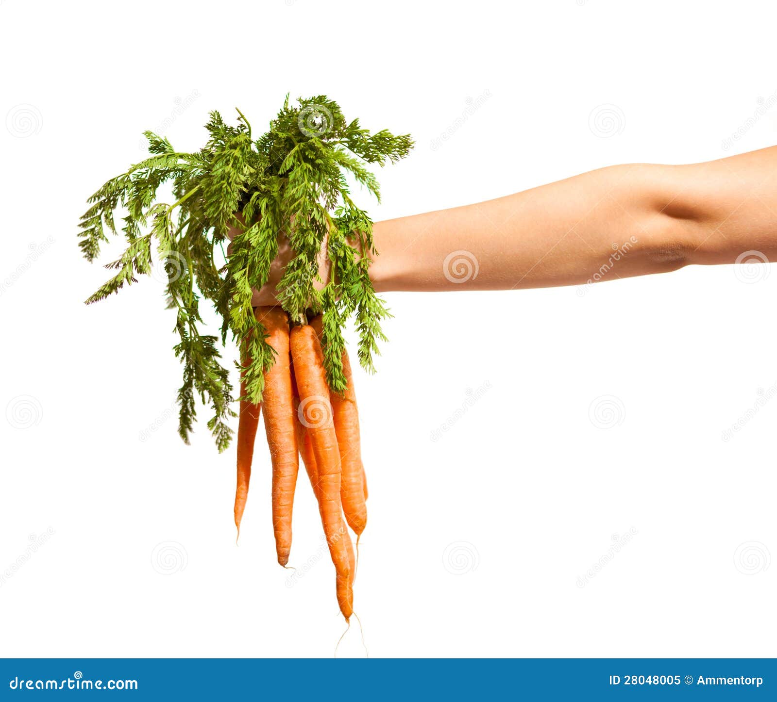 Bunch of Carrots with Leaves on a White Background Stock Image Image