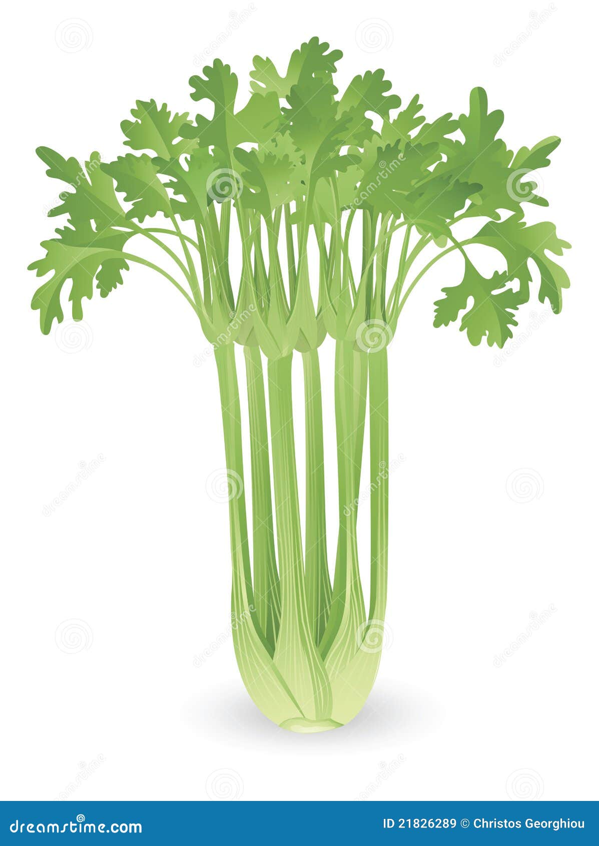 Bunch of Celery Illustration Stock Vector Illustration of cooking