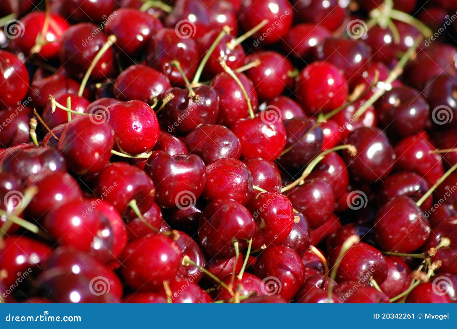 A bunch of cherries stock image. Image of cherry, fruits 20342261