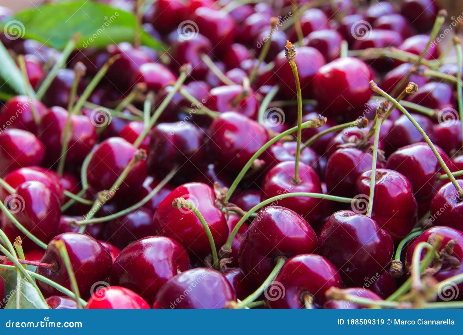 Bunch of cherries stock image. Image of healthy, cerasus 188509319