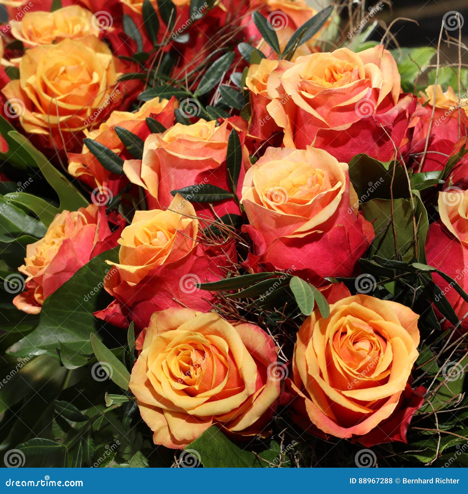 Bunch of Cherry Brandy Roses Stock Photo Image of beautiful, beauty
