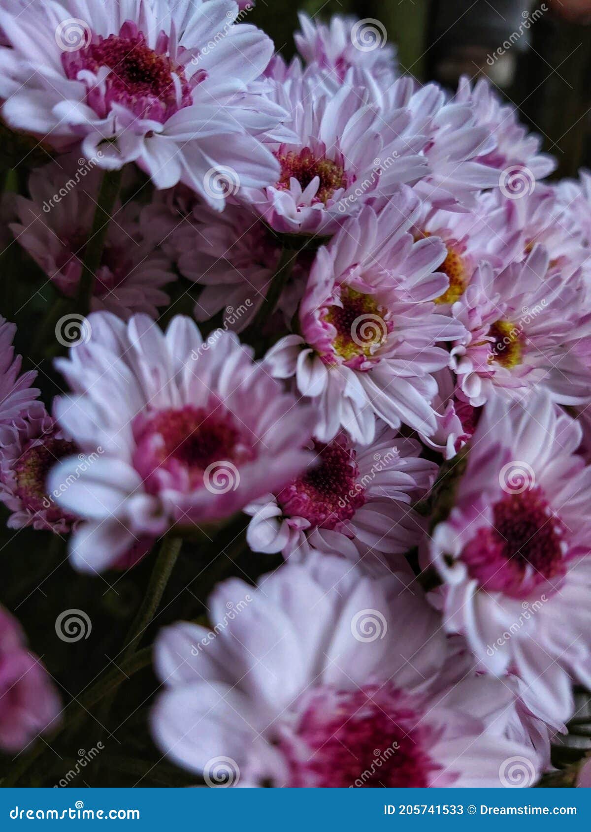A Bunch of China Daisies Blooming in Bright Pink Color Stock Image