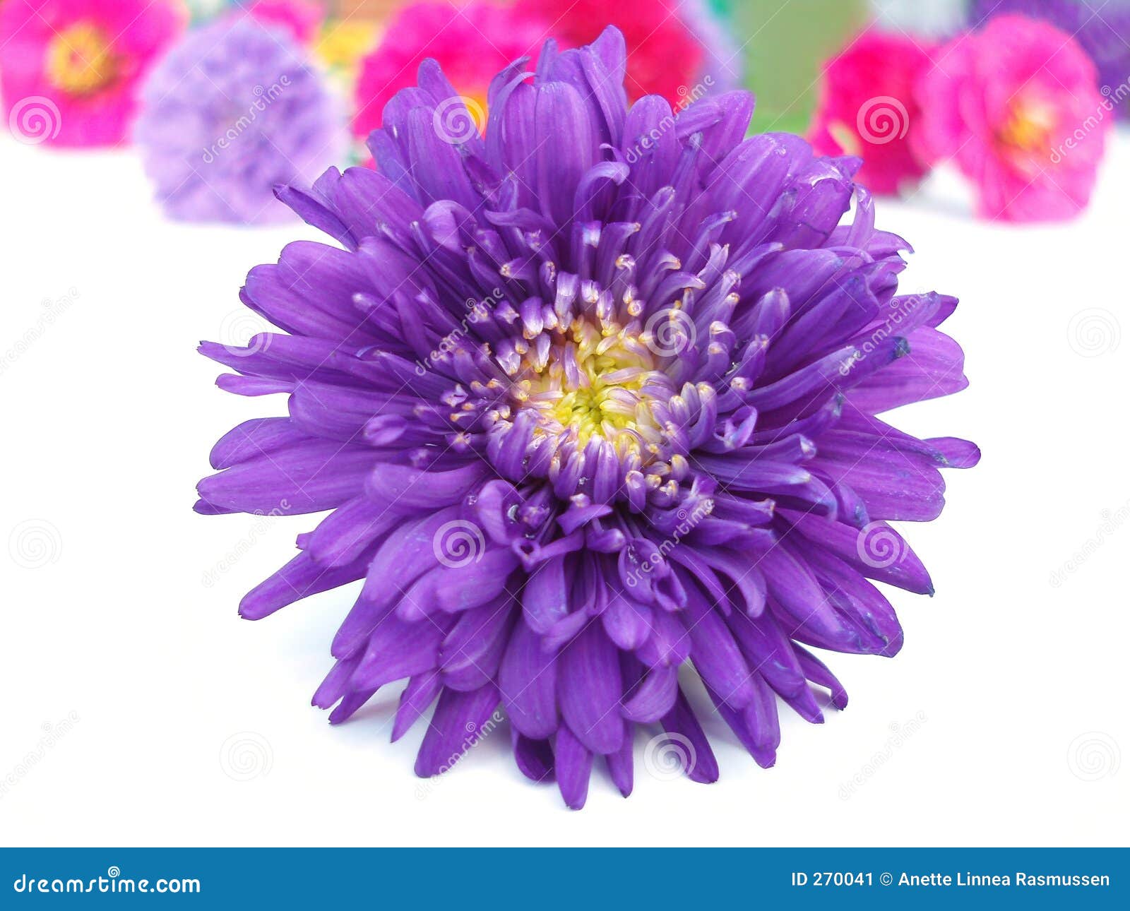 Bunch of chrysanthemum stock image. Image of gift, autumn 270041