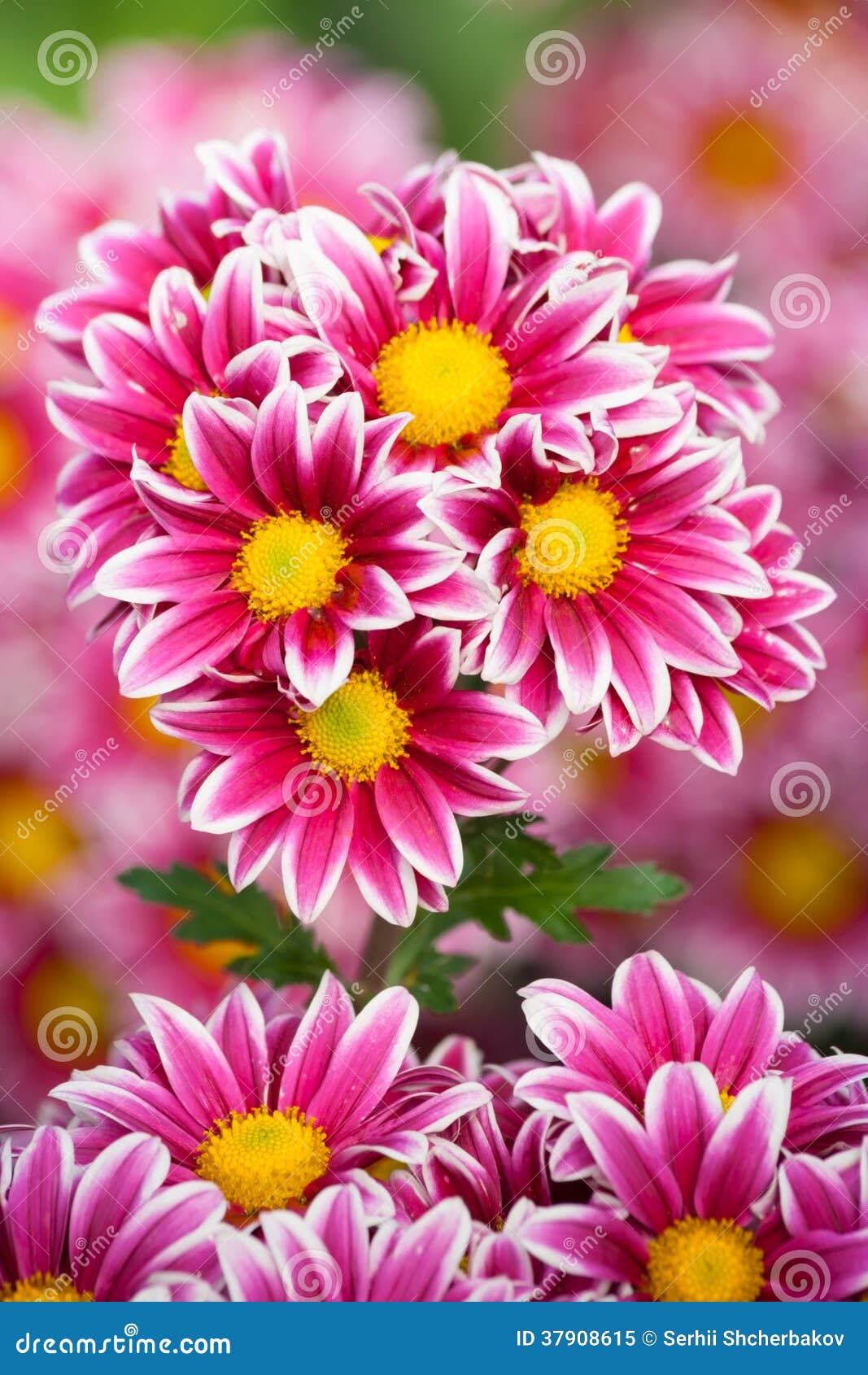 Bunch of chrysanthemum stock image. Image of bloom, plant 37908615
