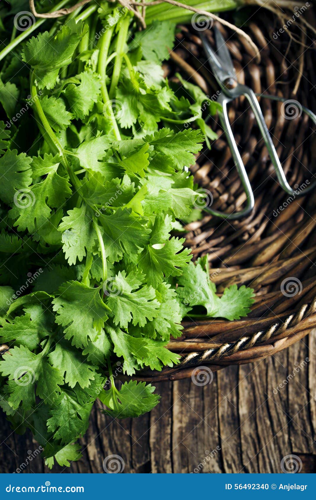 A Bunch of Cilantro in Basket Stock Photo Image of green, wooden