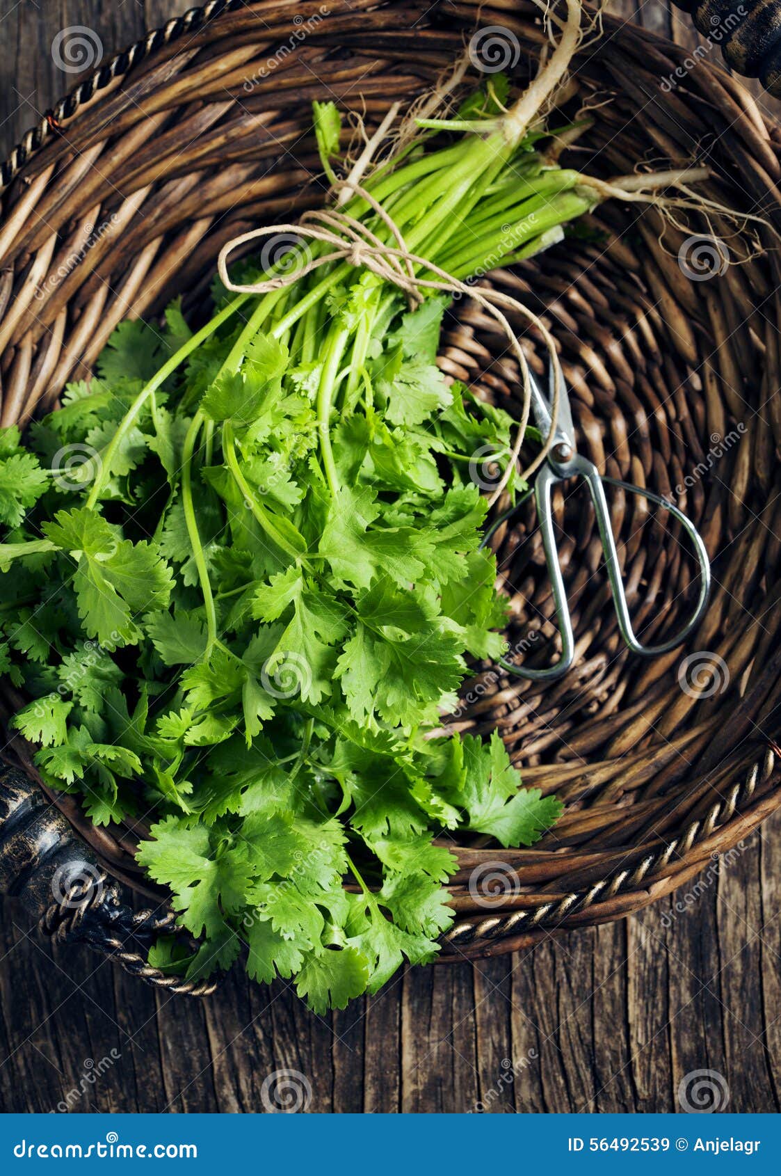 A Bunch of Cilantro in Basket Stock Image Image of rural, basket