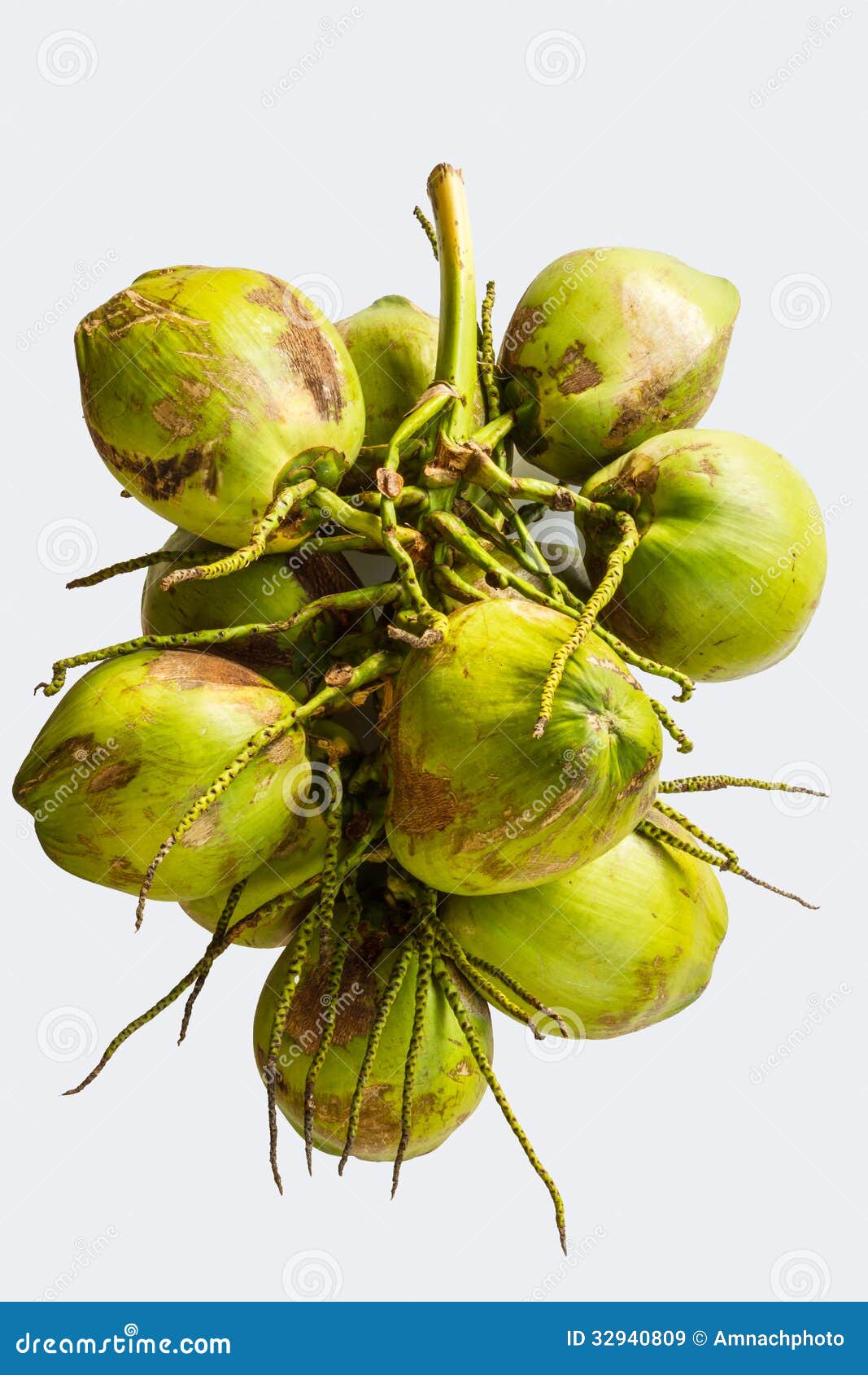 Bunch coconut stock image. Image of green, group, coconut 32940809