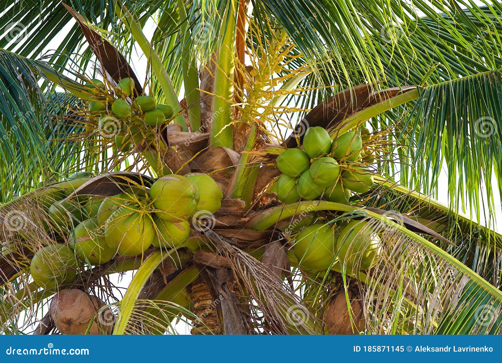 Coconut Harvesting on Tropical Samui Island in Thailand Stock Image ...