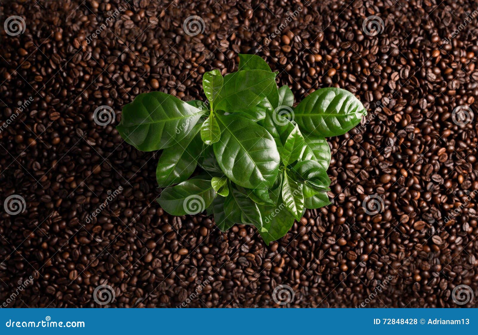 Bunch of Coffee Beans on the Rust Background with Coffee Plant. Stock