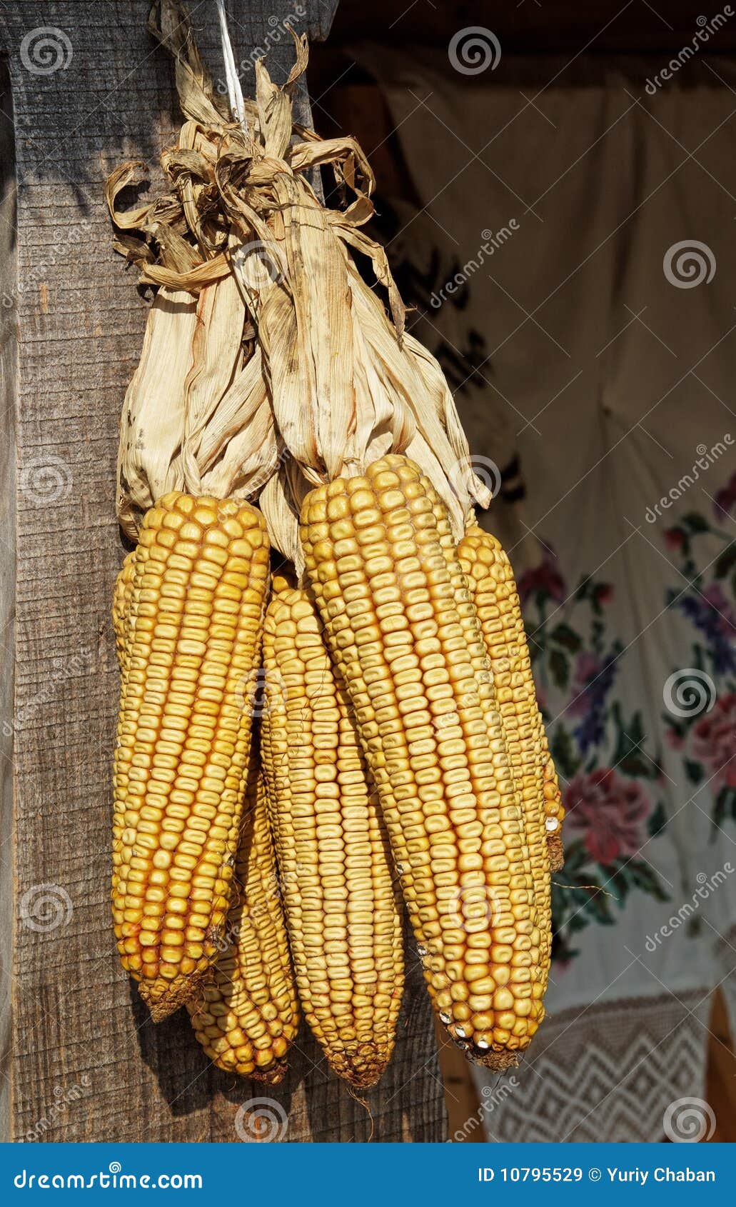 Bunch of corn stock image. Image of golden, farm, closeup 10795529
