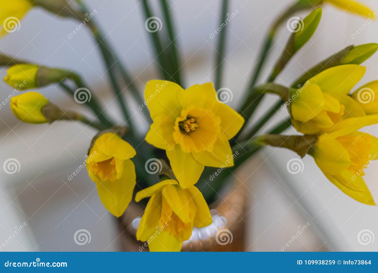 Bunch of Daffodil Flowers in Spring Stock Image Image of colorful