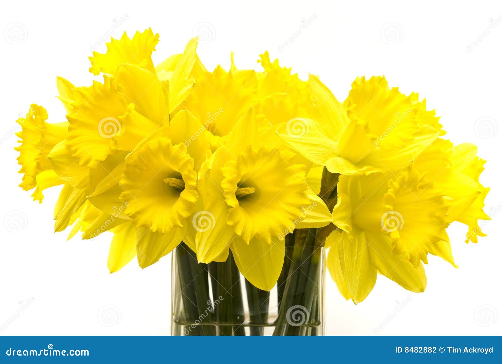 Bunch of daffodils stock photo. Image of white, spring 8482882