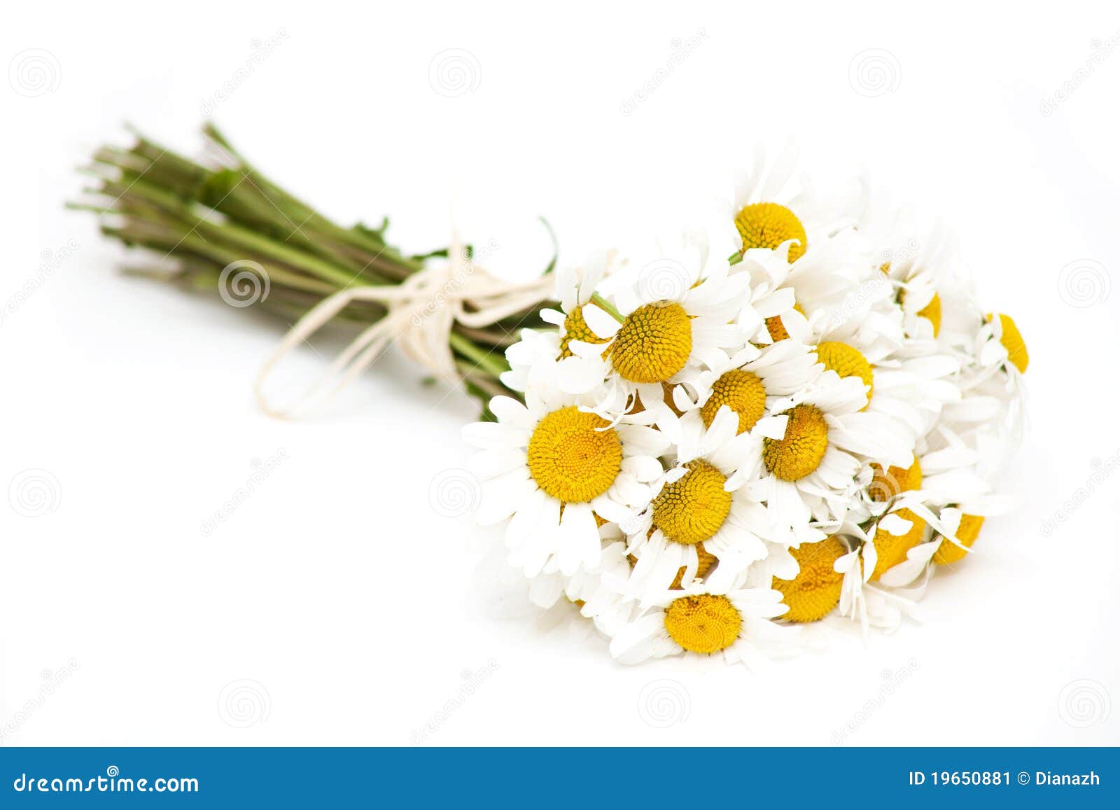 Bunch of daisies stock image. Image of garden, closeup 19650881