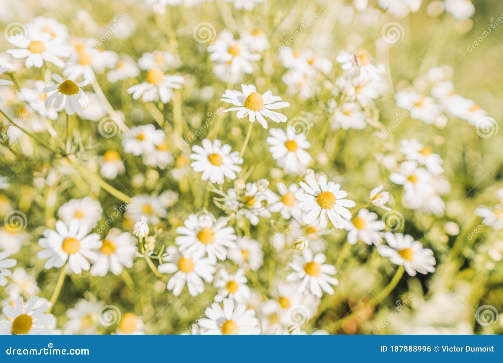 Bunch of Daisies in a Field Stock Photo Image of medicine, design 187888996