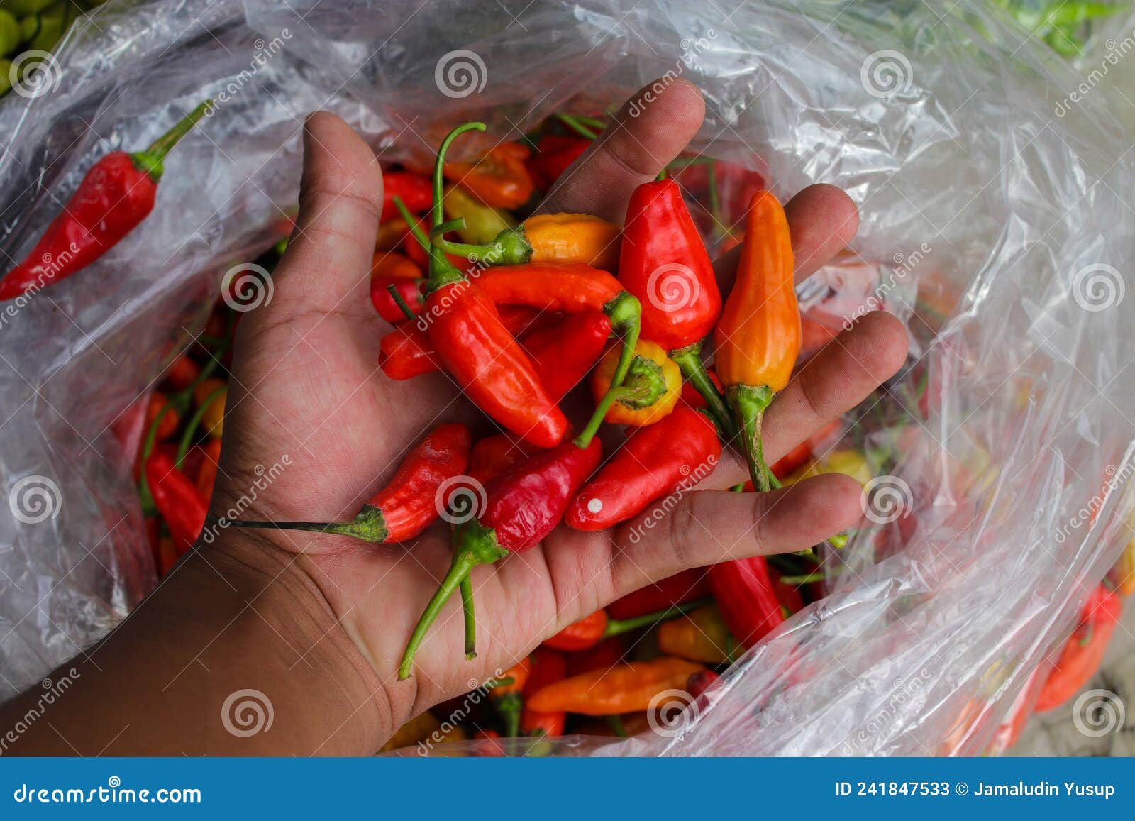 a bunch of datil peppers or cabai rawit merah on hand, is freshly harvested by indonesian local farmers from the garden