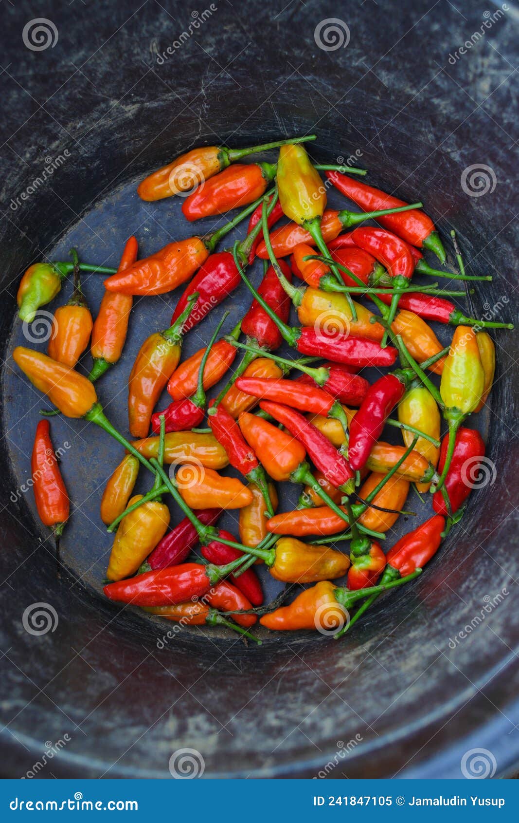 a bunch of datil peppers or cabai rawit merah on a black bucket, is freshly harvested by indonesian local farmers from the garden