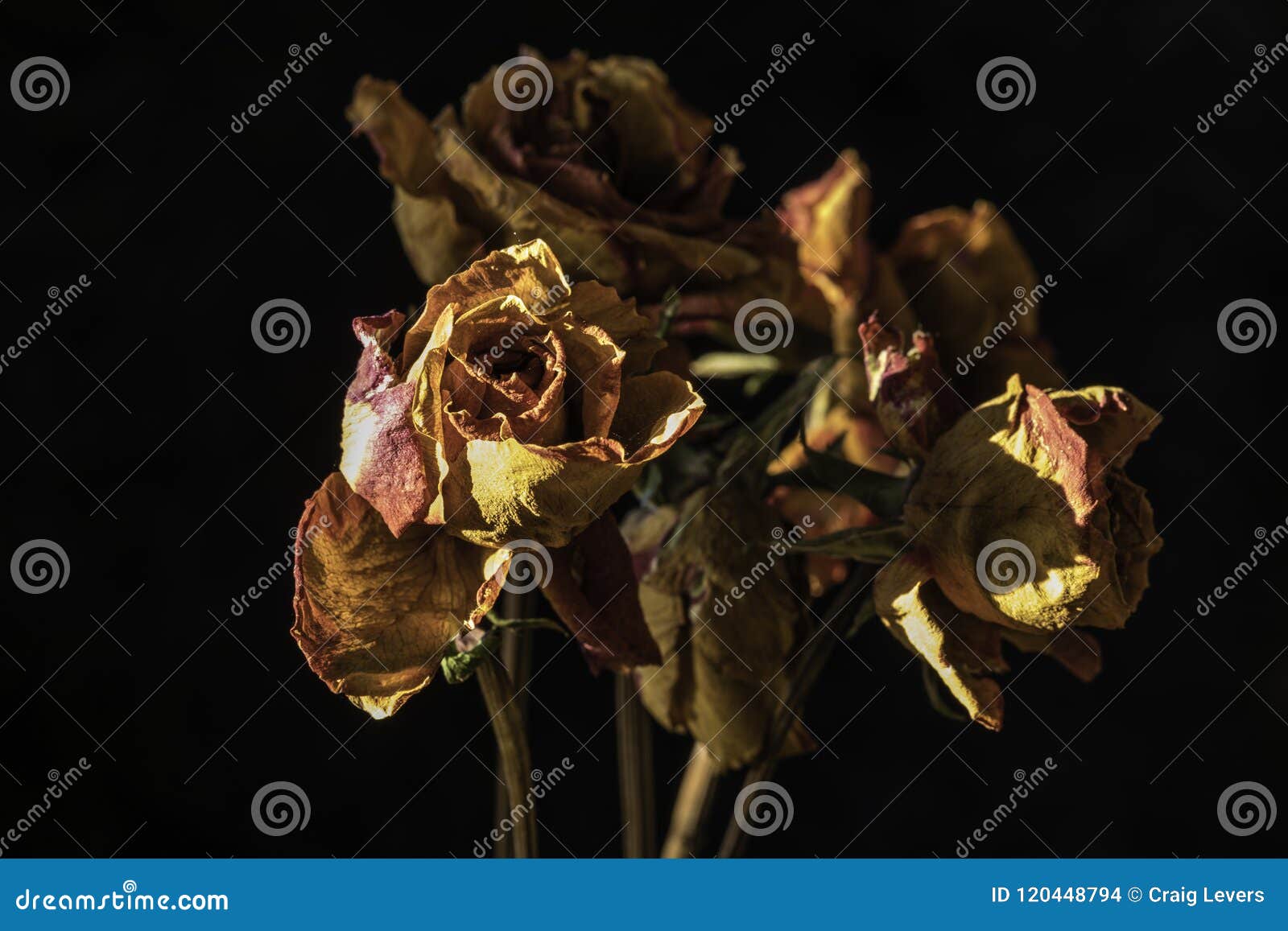 Roses Dead and Dried stock photo. Image of bunch, still - 120448794