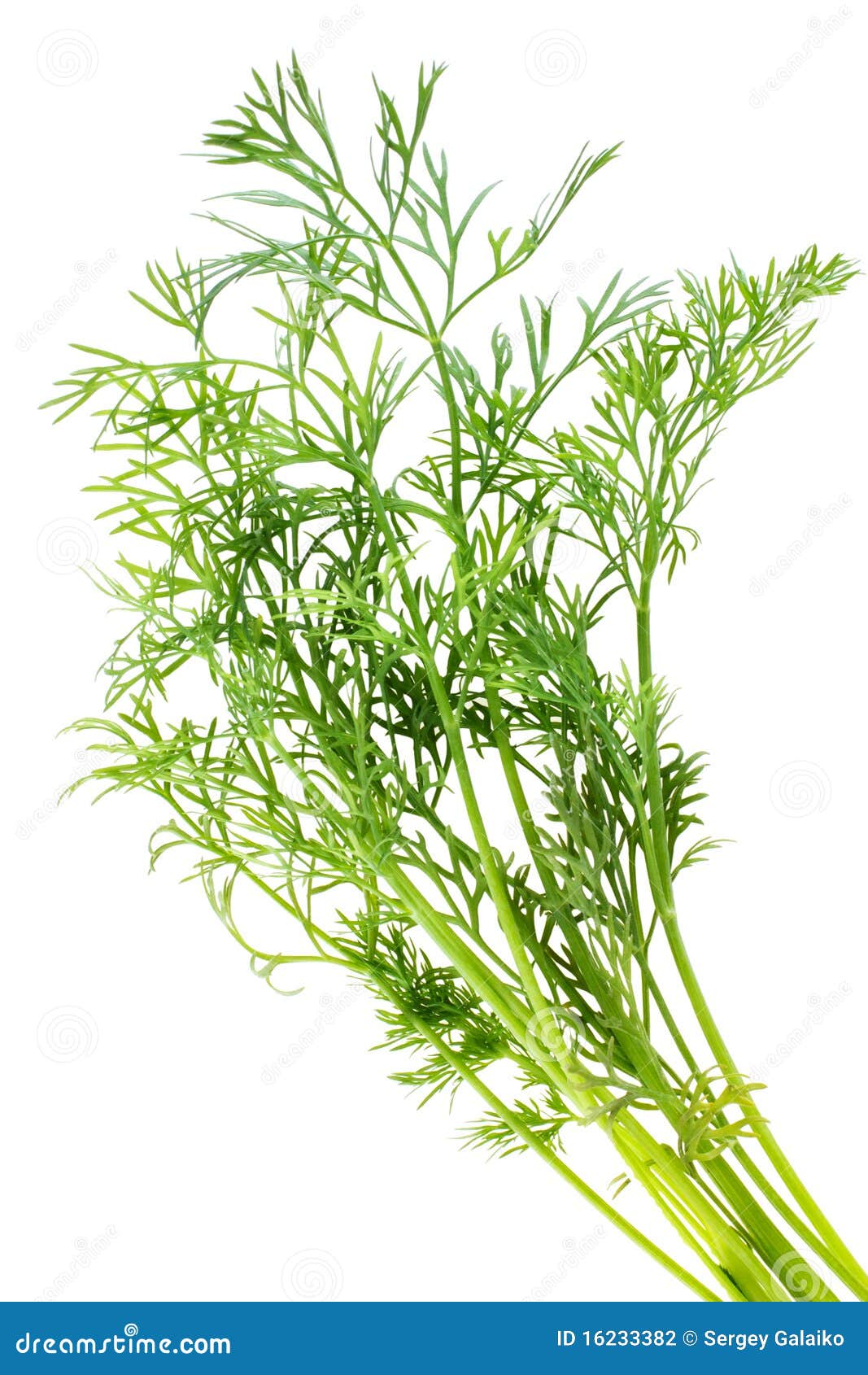 Bunch of dill stock photo. Image of vegetable, isolated 16233382