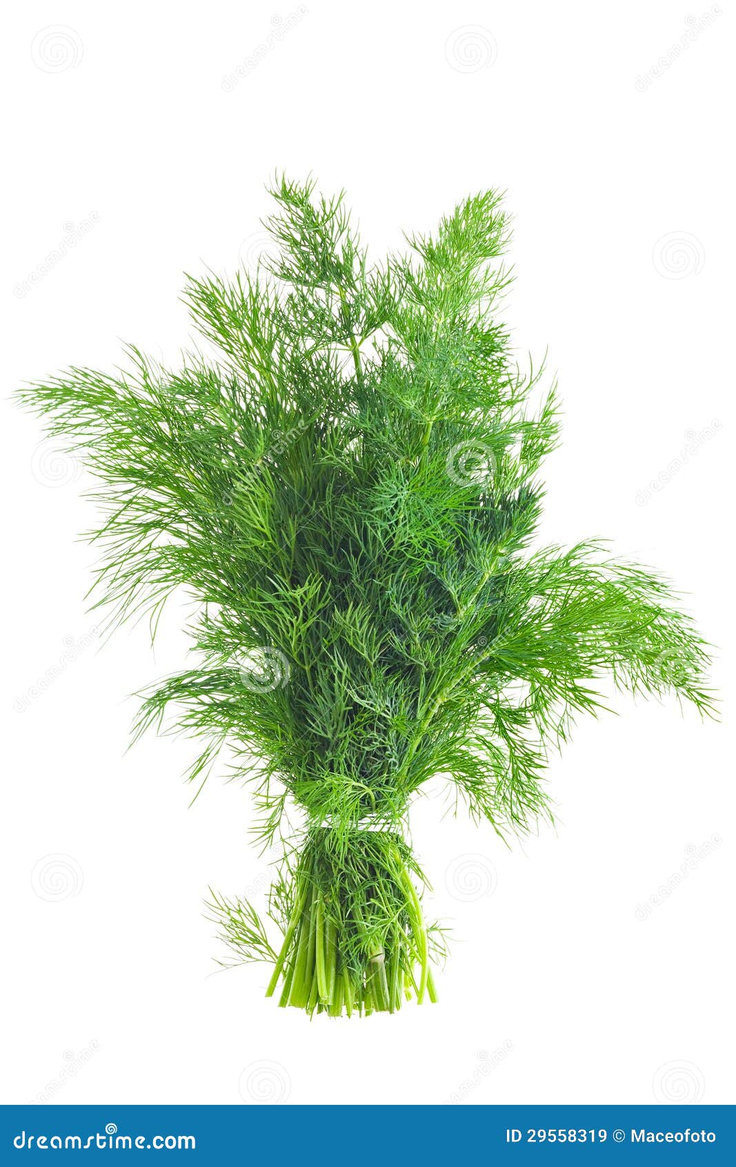 Bunch of Dill stock image. Image of white, leaf, organic 29558319