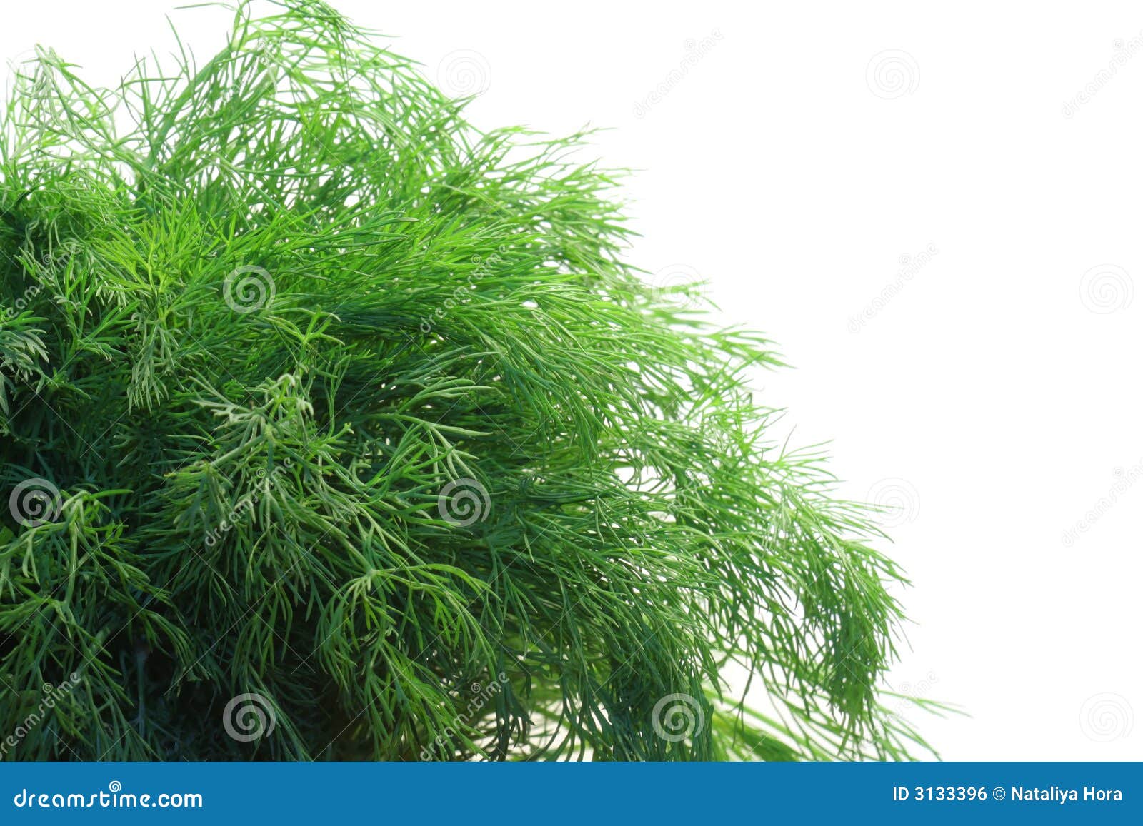 Bunch of dill stock photo. Image of foliage, condiment 3133396