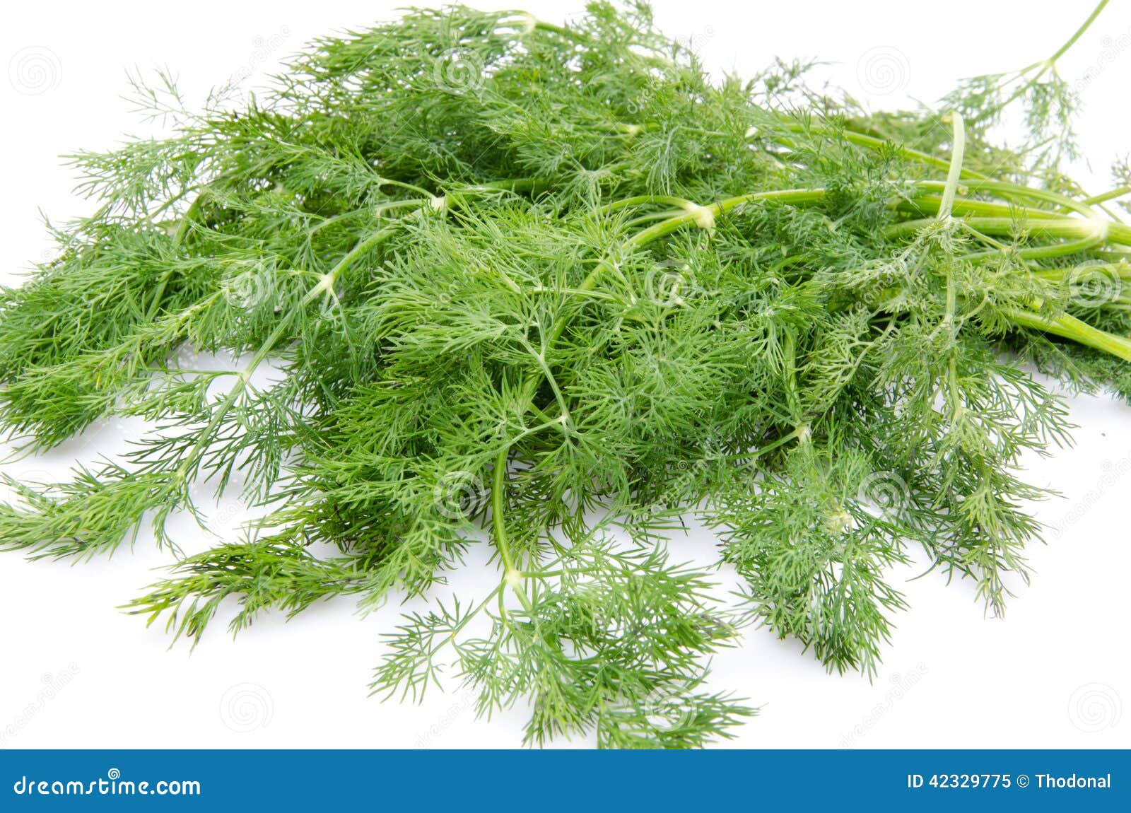 Bunch of dill stock image. Image of white, nature, vegetable 42329775