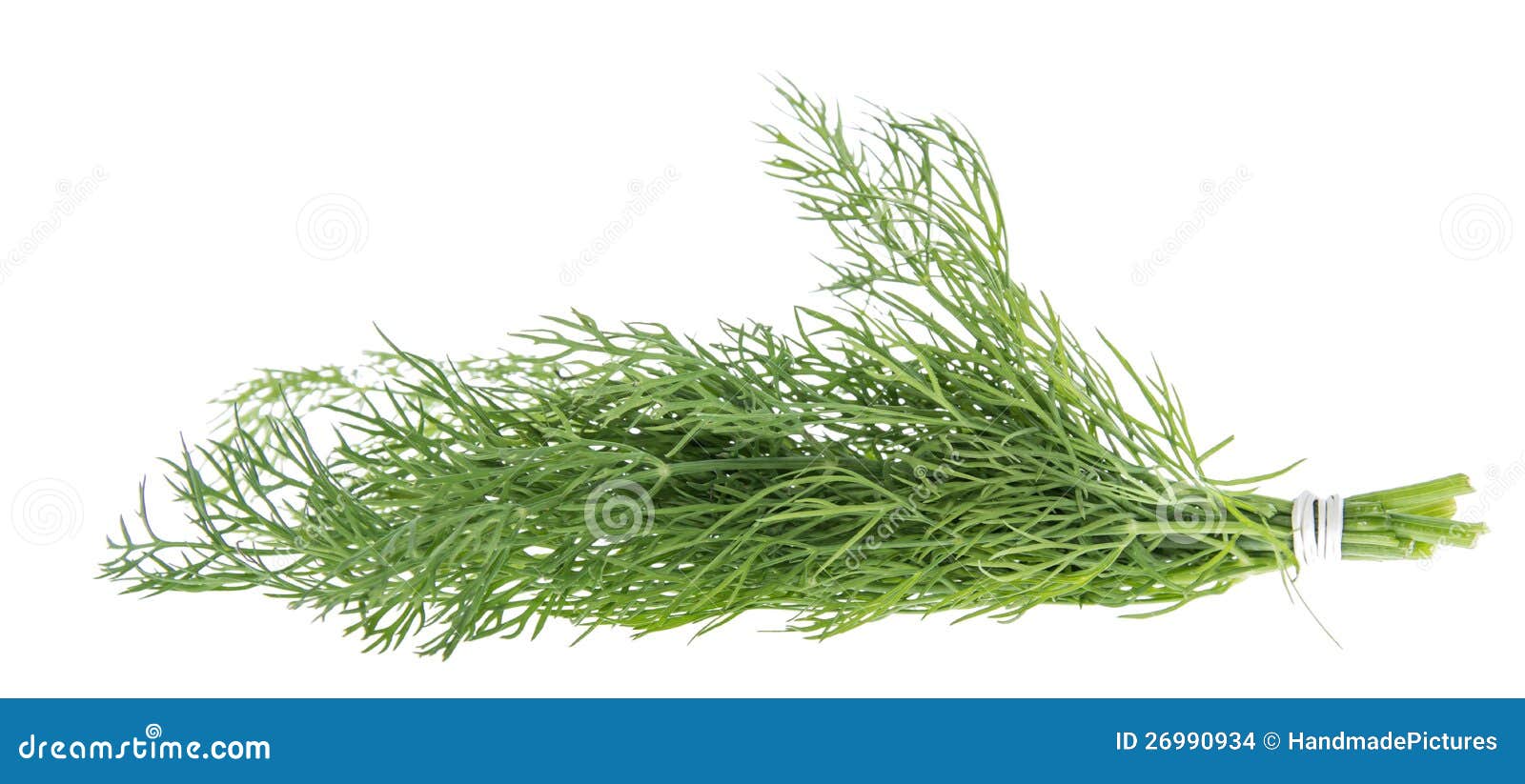 Bunch of Dill on white stock photo. Image of green, ingredient 26990934