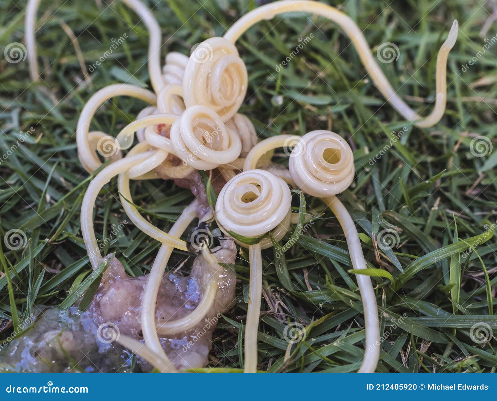 a bunch of dog roundworms, or toxocara canis, ejected on the grass from a puppy`s vomit. pet health and deworming concept