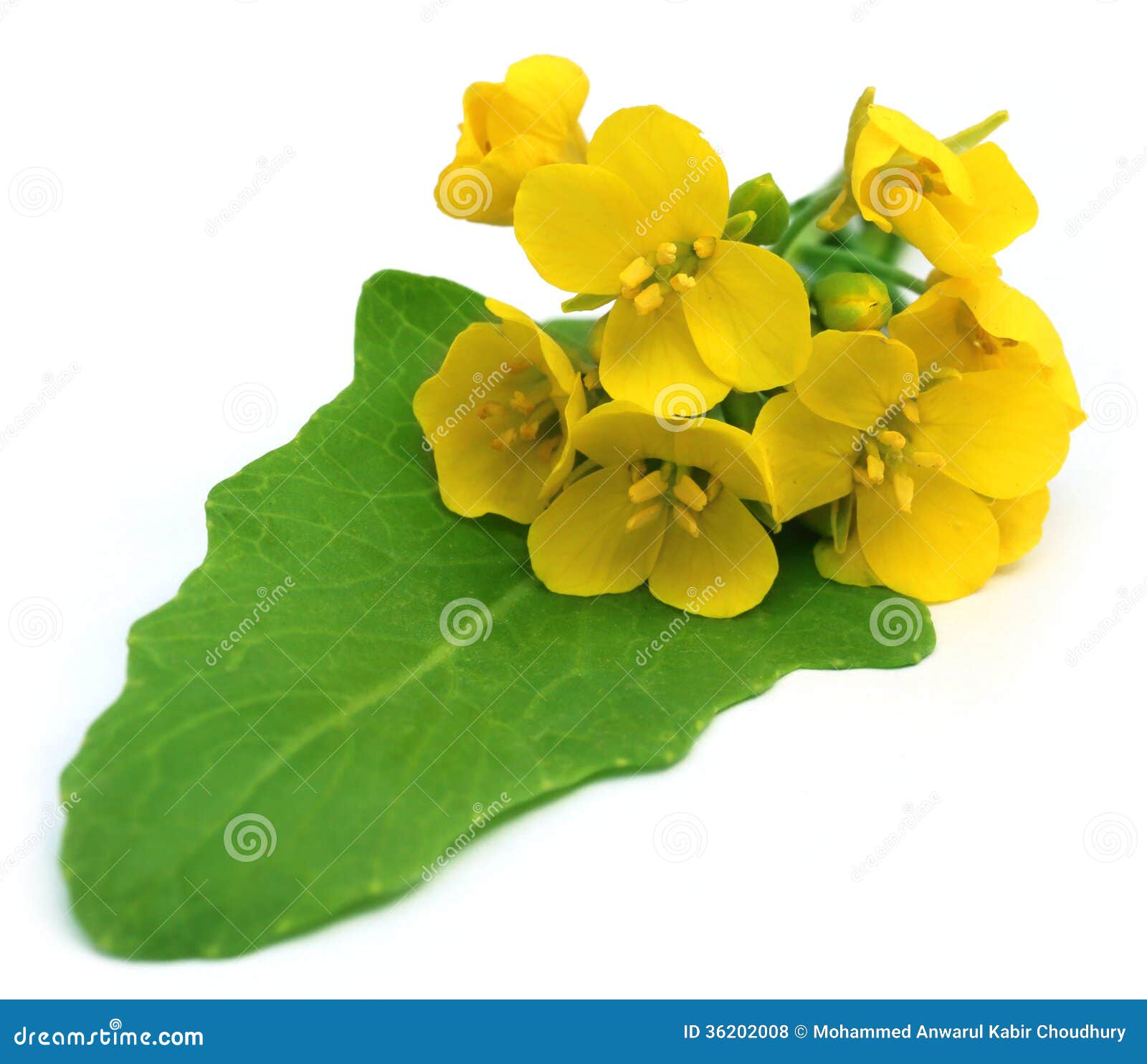 Bunch of Edible Mustard Flowers Stock Photo Image of flowers, bunch