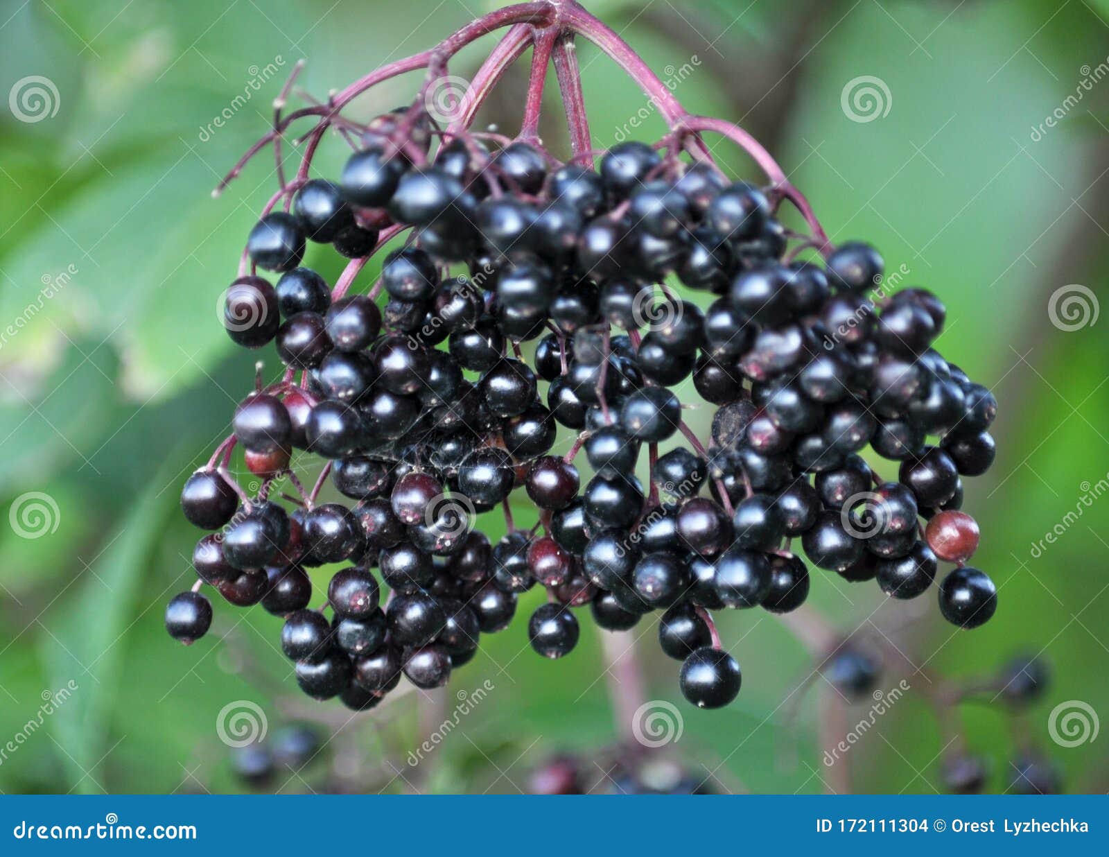 Bunch of Elderberries with Ripe Berries Stock Photo Image of
