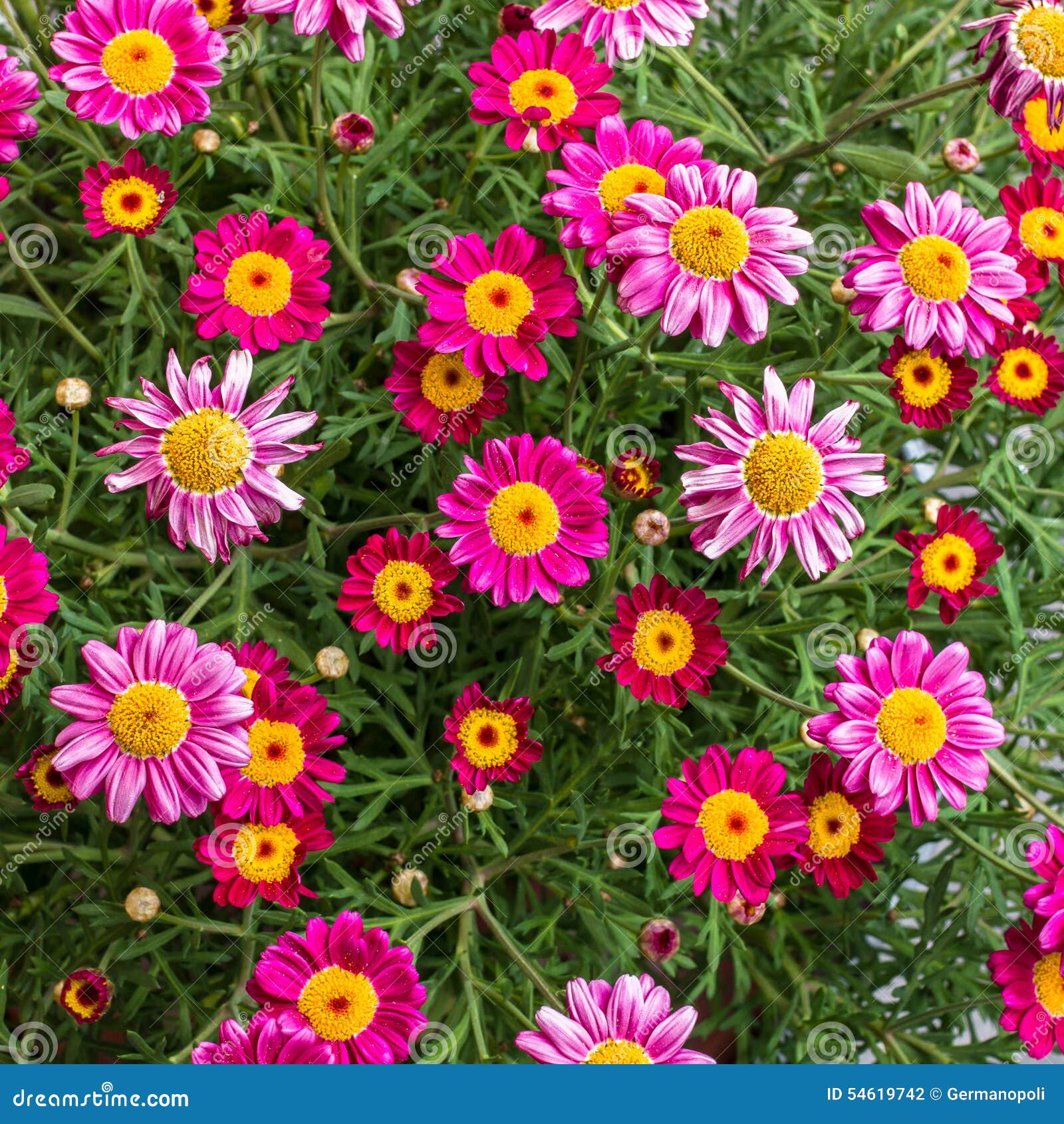 Bunch of flowers stock photo. Image of bouquet, closeup 54619742
