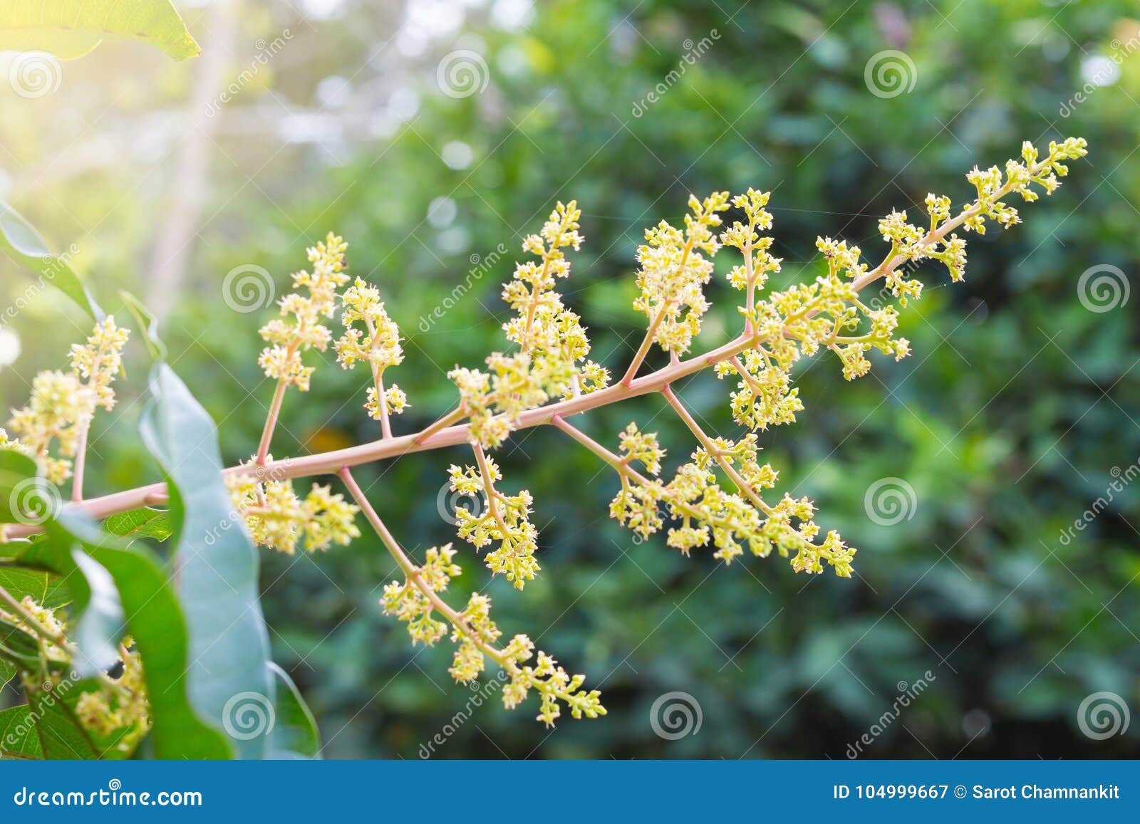 A Bunch of Flowers Mango Bloom on the Mango Tree. Stock Image - Image of  flower, background: 104999667