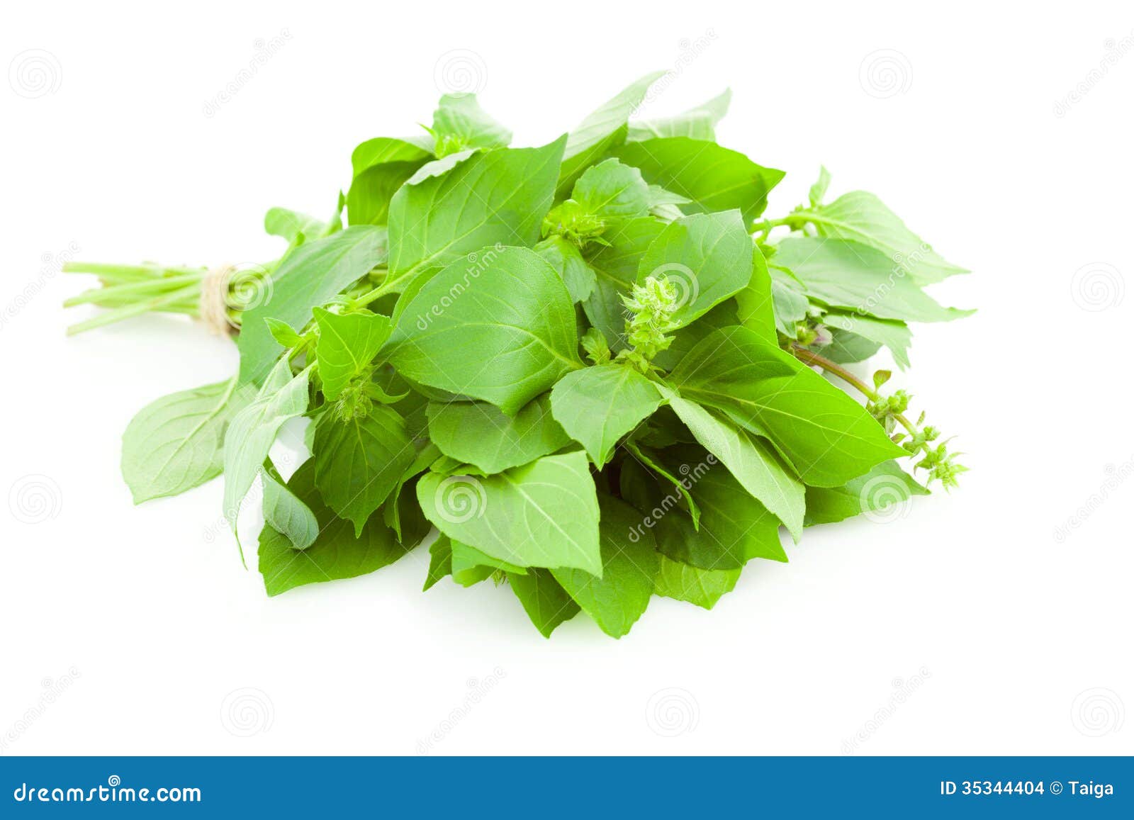 Bunch Of Fresh Basil Spice Herb / Isolated Stock Photo Image of