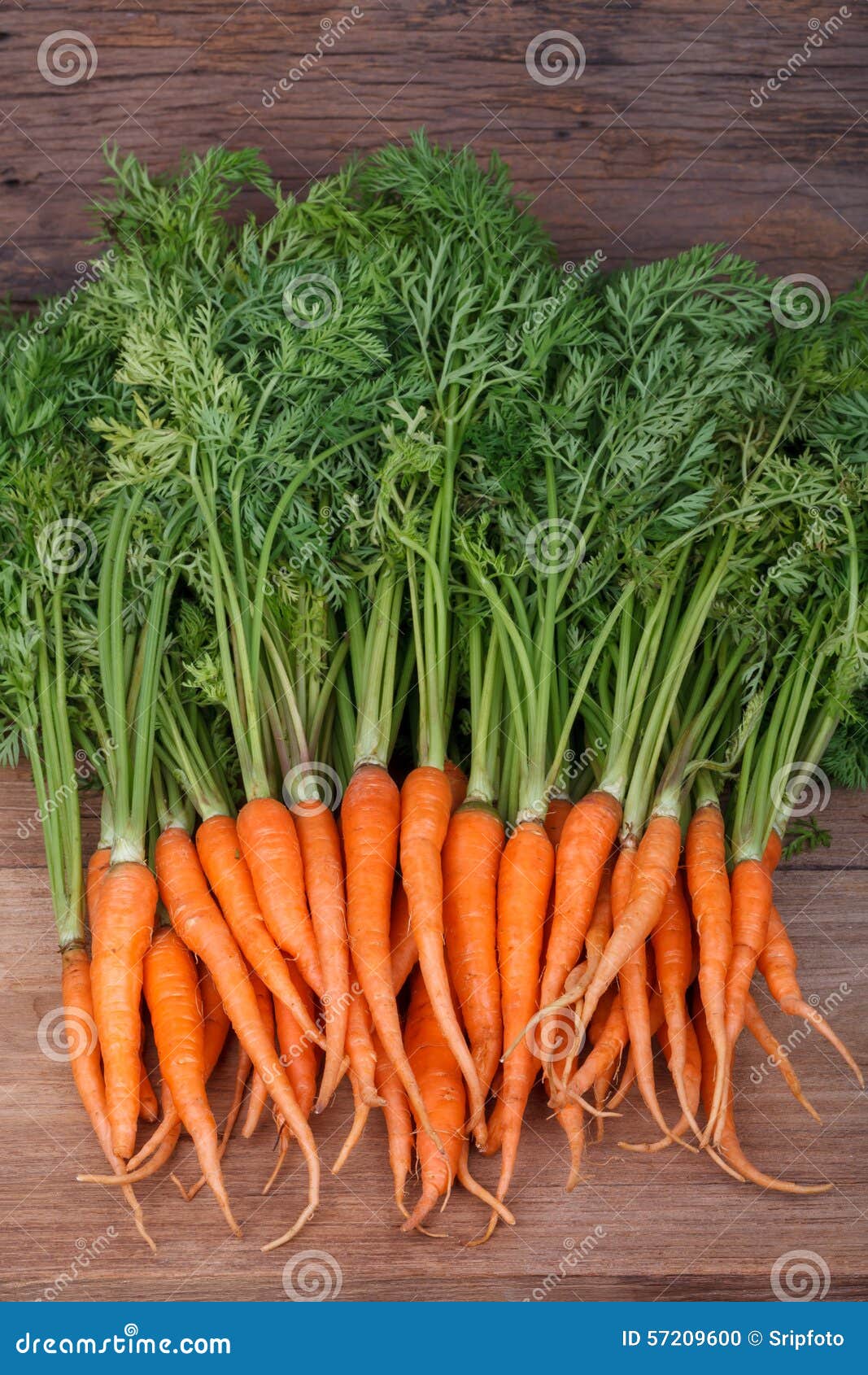 Bunch of Fresh Carrots with Green Leaves Stock Photo Image of orange