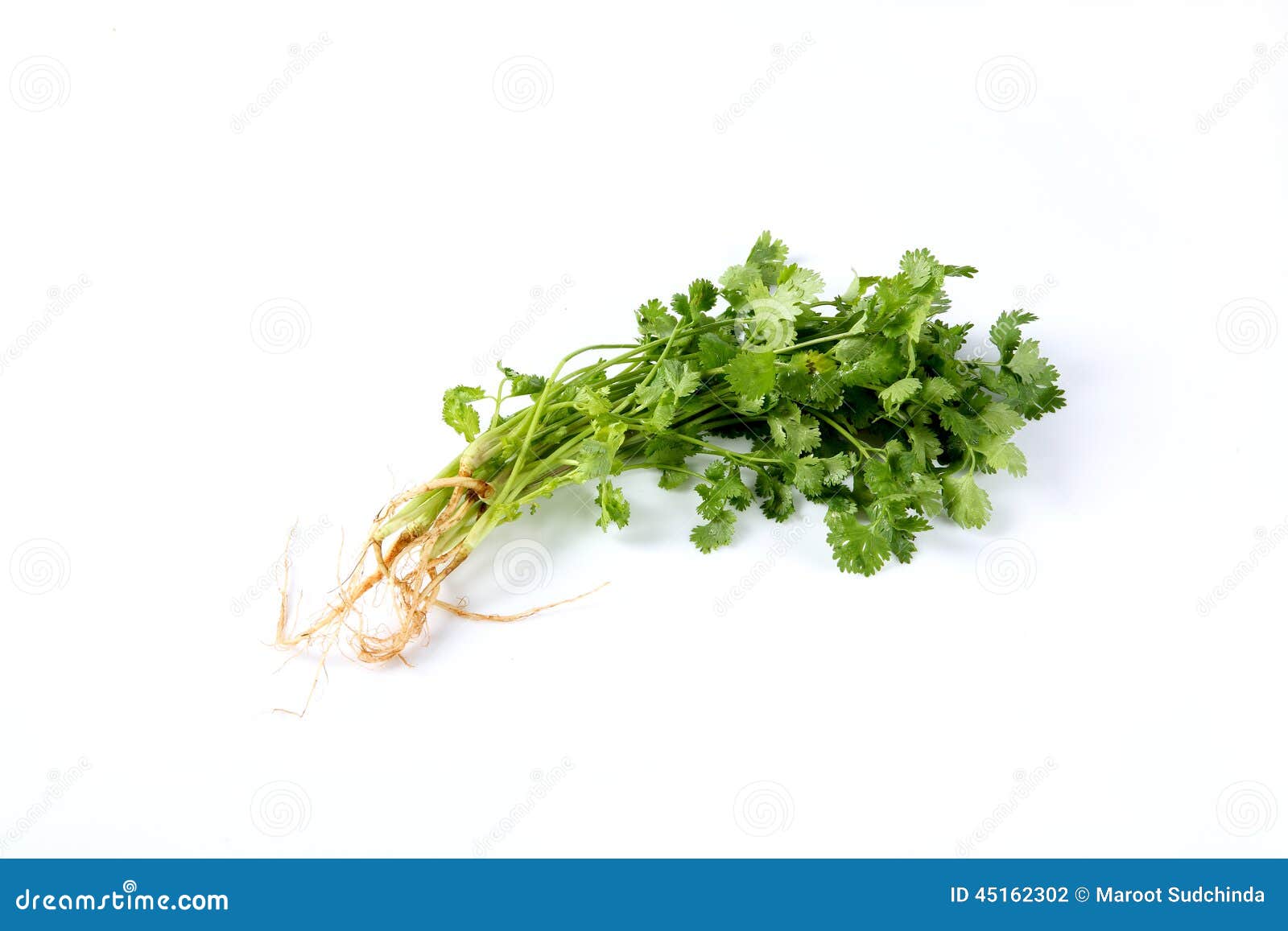 Bunch Of Fresh Cilantro Stock Photo Image 45162302