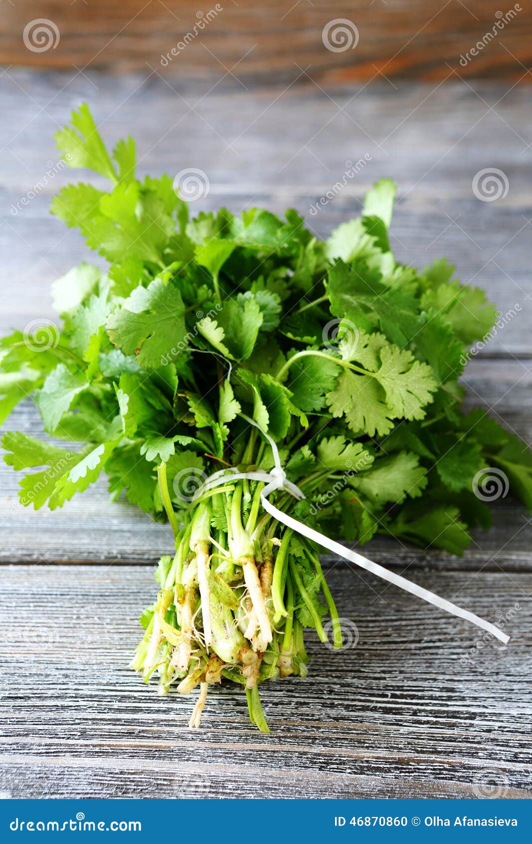 Bunch of Fresh Cilantro on Wooden Boards Stock Photo Image of green