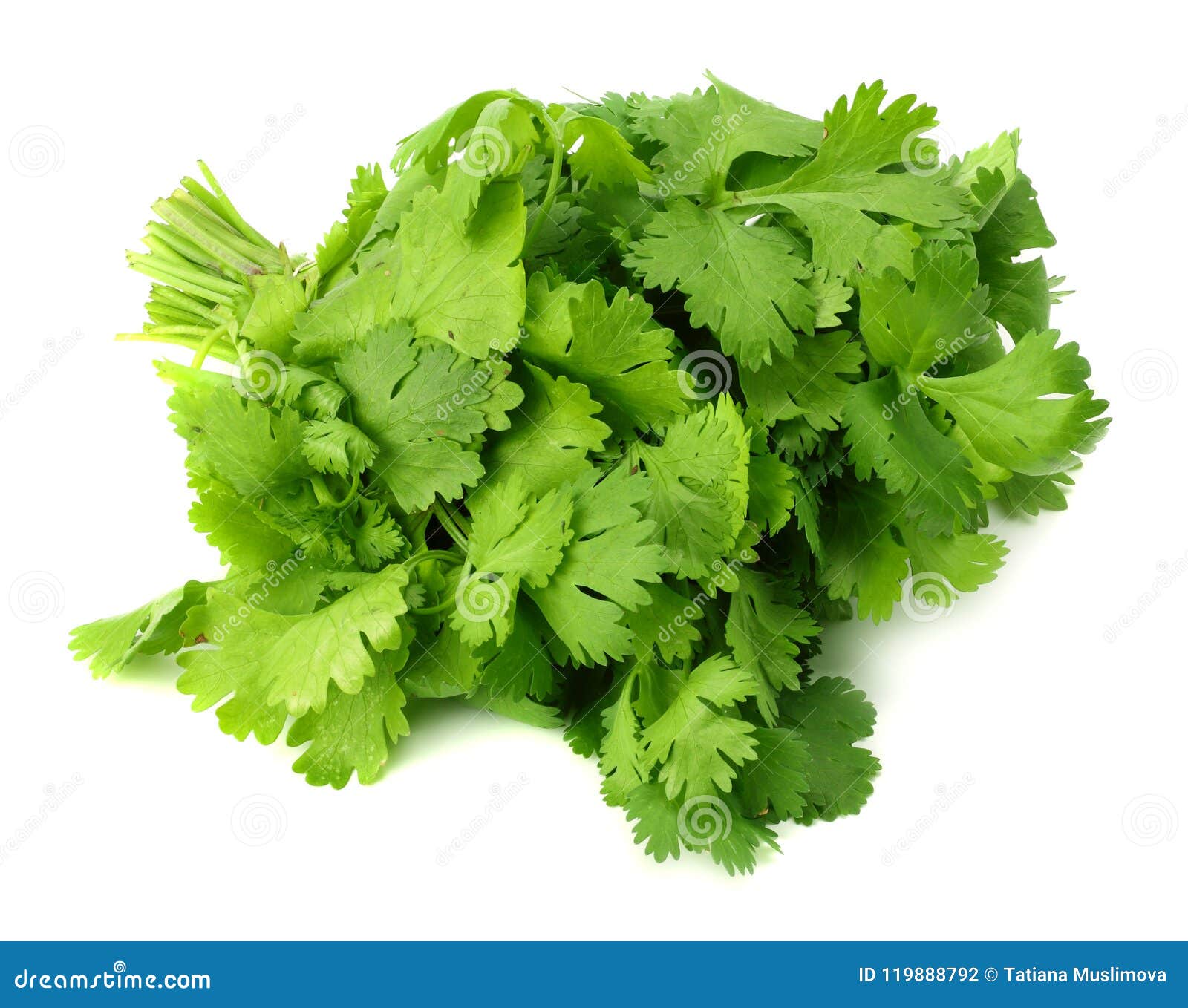 bunch of fresh coriander leaves  on white background. coriandrum sativum. cilantro