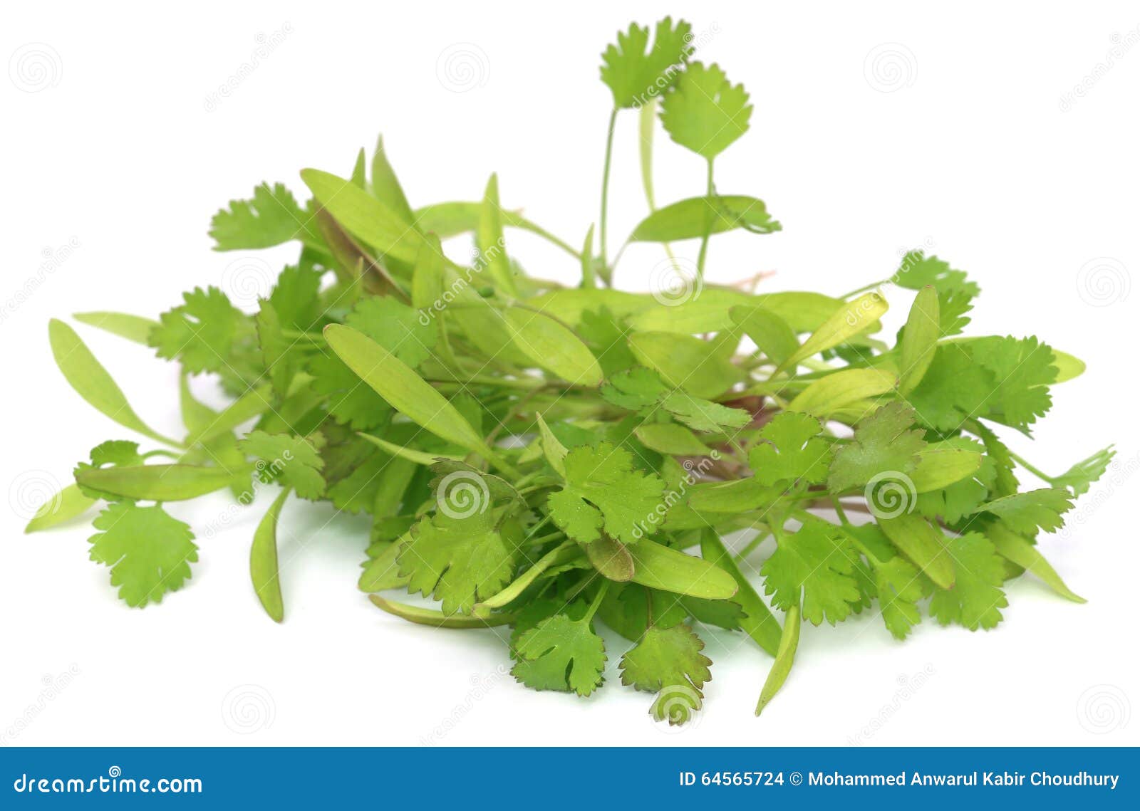 Bunch of Fresh Coriander Leaves Stock Photo Image of diet, food 64565724