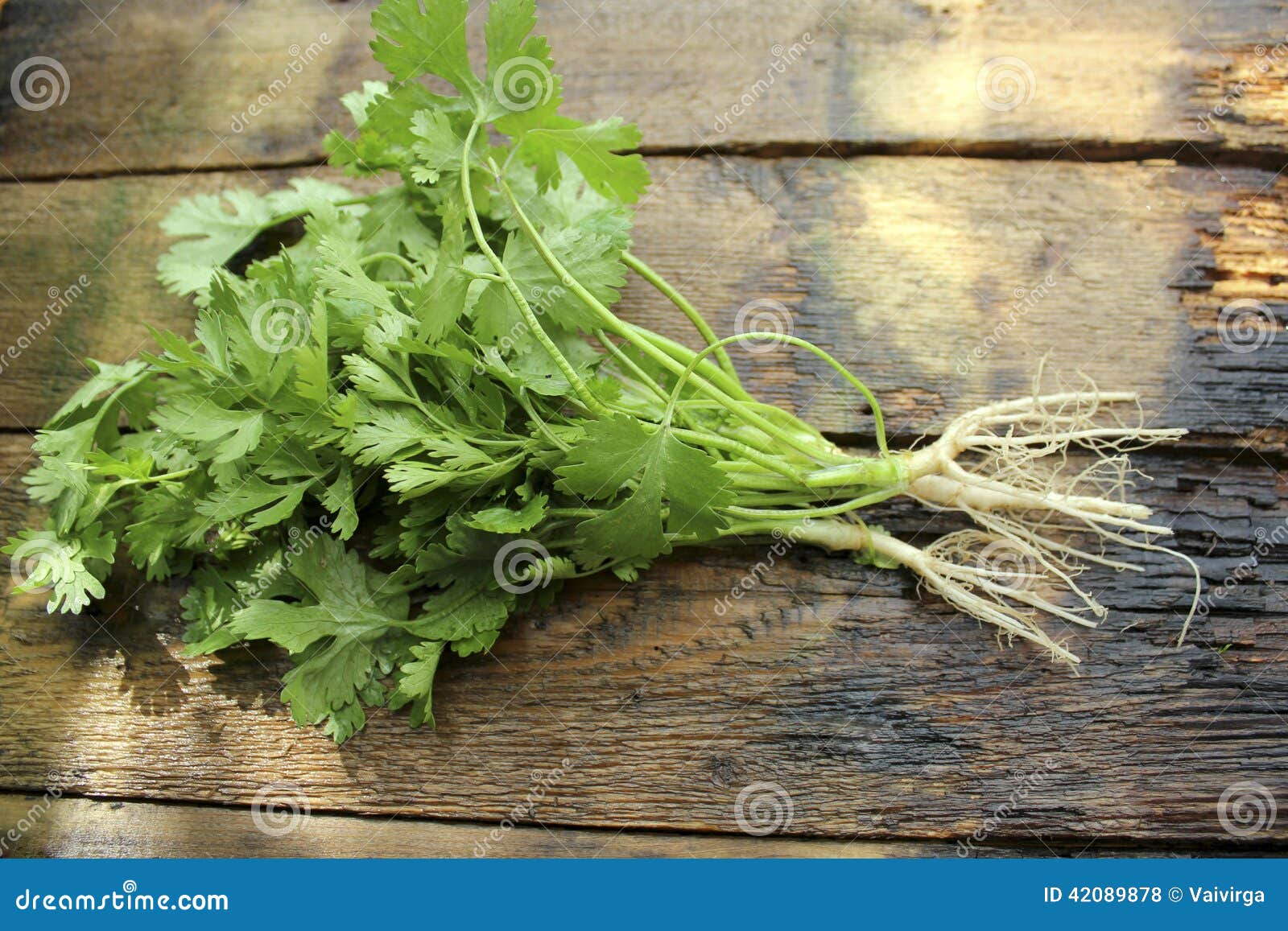 Bunch of fresh coriander stock photo. Image of leafy 42089878