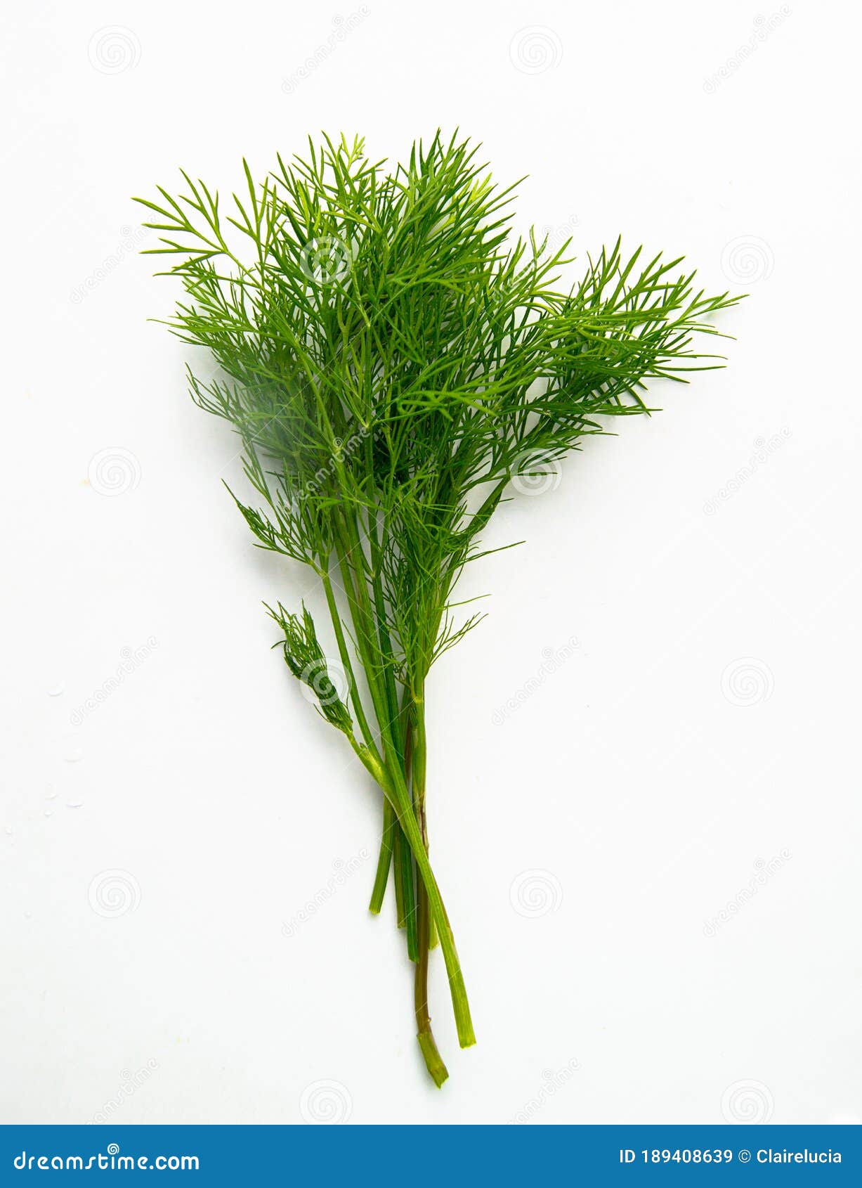 A Bunch of Fresh Dill Grass, Isolated on a White Background, Vertical