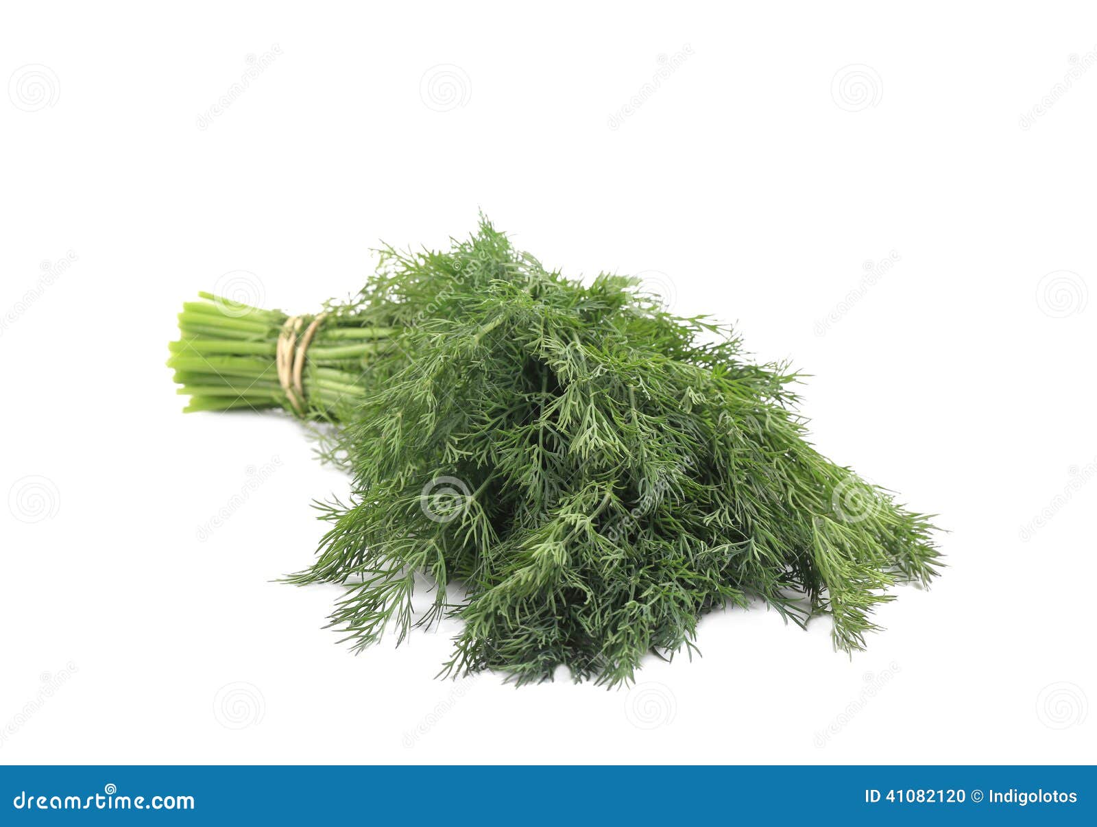 Bunch of fresh dill. stock photo. Image of flavor, fragrant 41082120