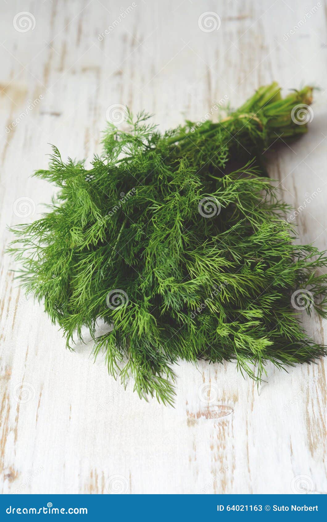 Bunch of fresh dill stock image. Image of fresh, color 64021163