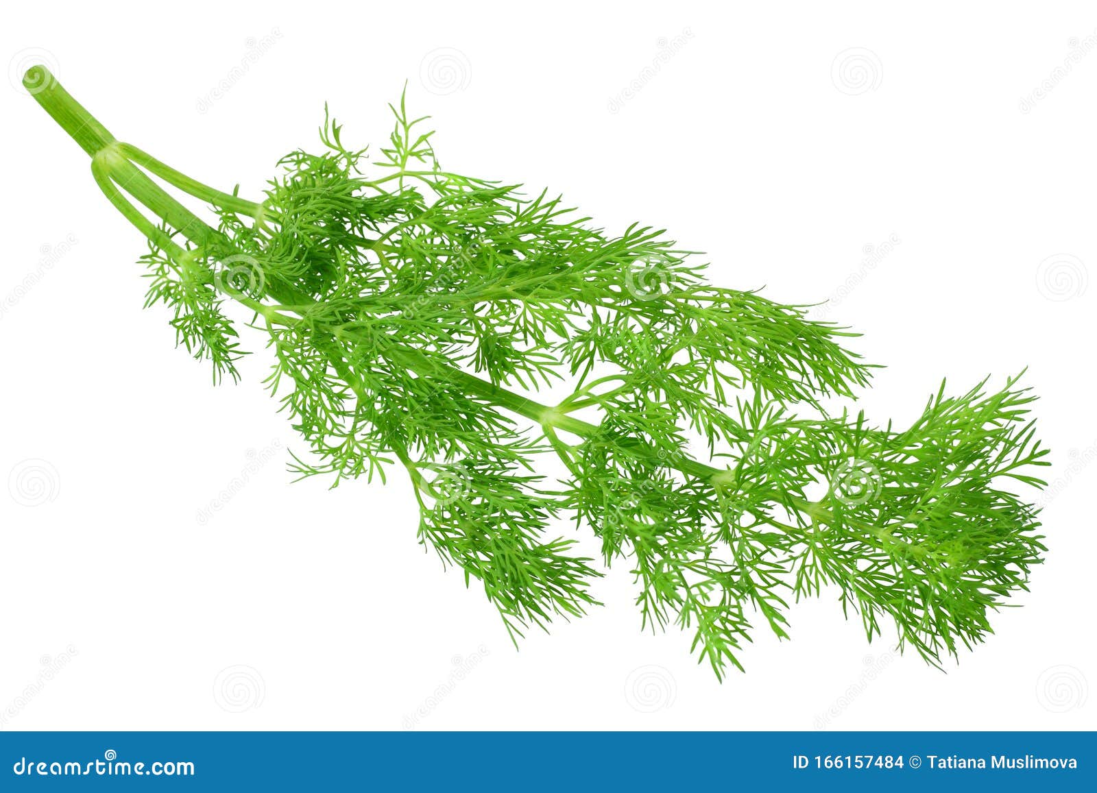 Bunch Fresh Green Dill Isolated on White Background Stock Photo Image